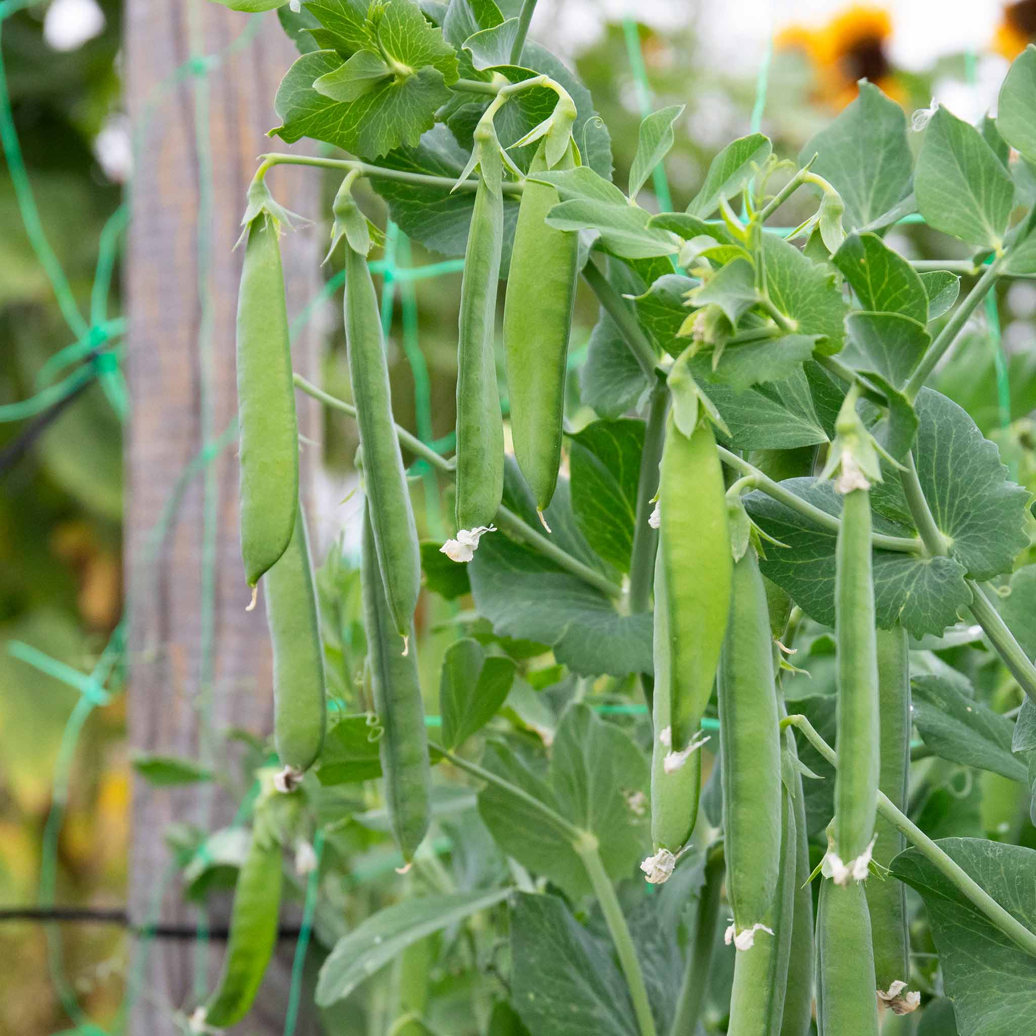 Mangetout Pea Seeds 'Delikata' - Image 2