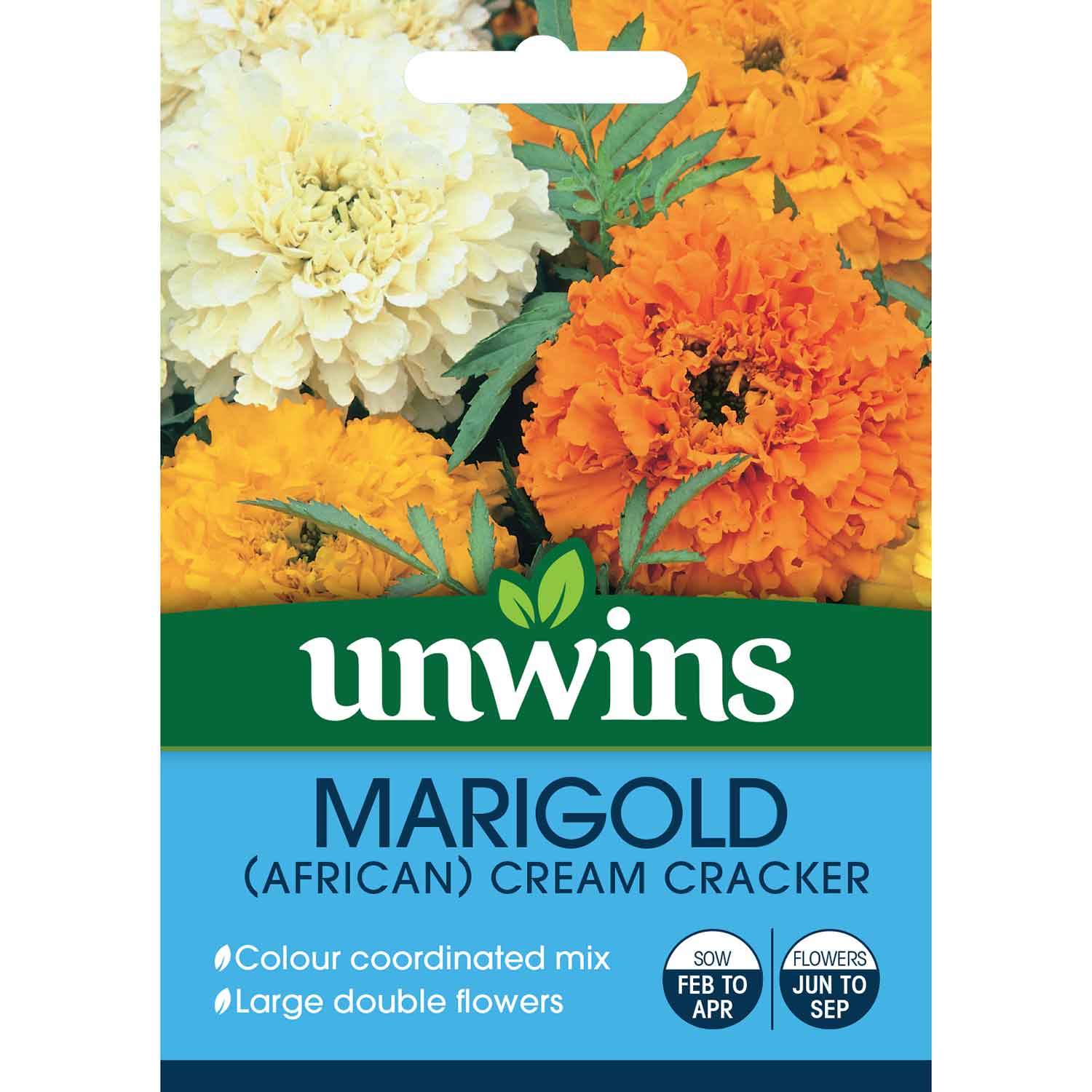 African Marigold Seeds 'Cream Cracker' - Image 2