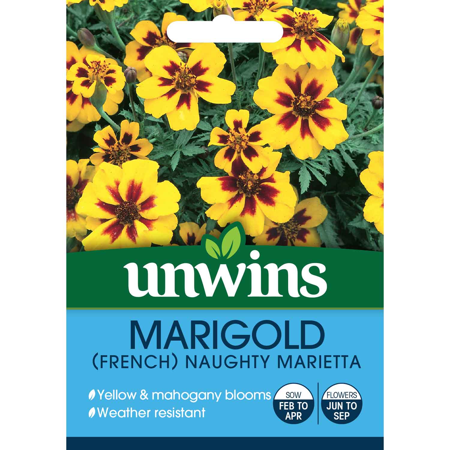 French Marigold Seeds 'Naughty Marietta' - Image 2