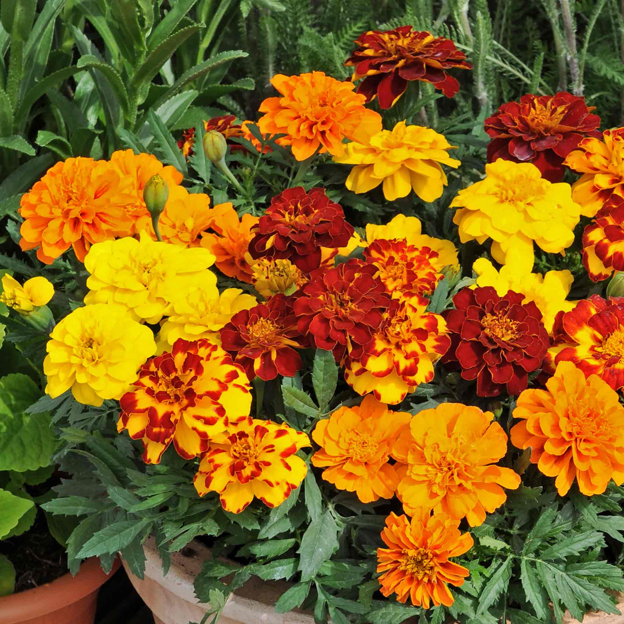 Marigold 'Durango Select Mixed'