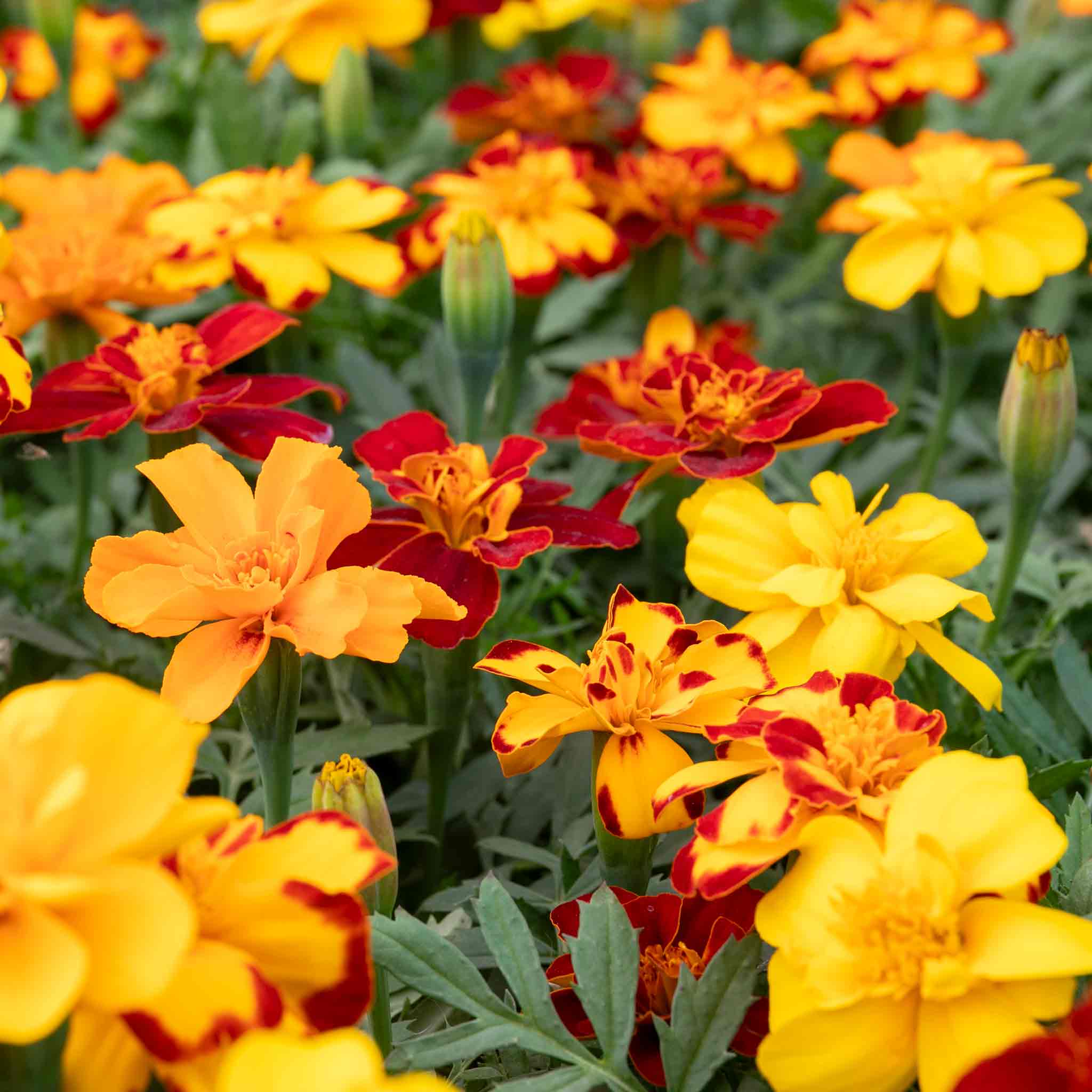 Marigold 'Durango Select Mixed' - Image 10