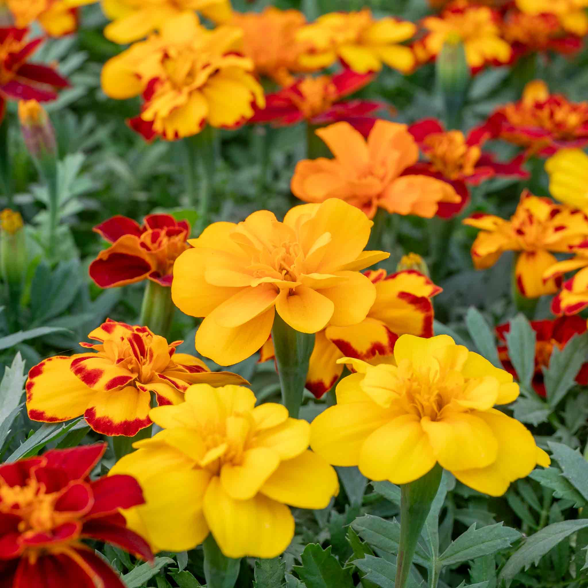 Marigold 'Durango Select Mixed' - Image 2
