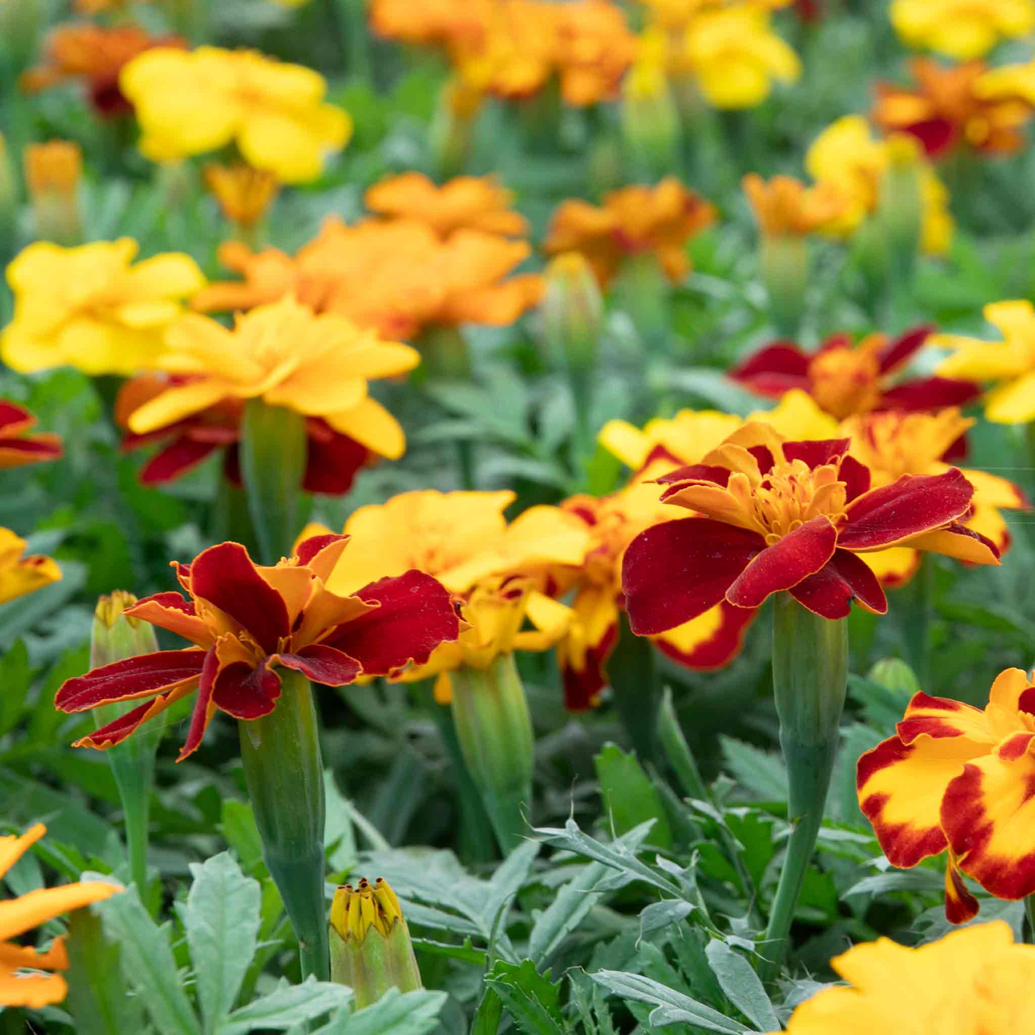 Marigold 'Durango Select Mixed' - Image 8