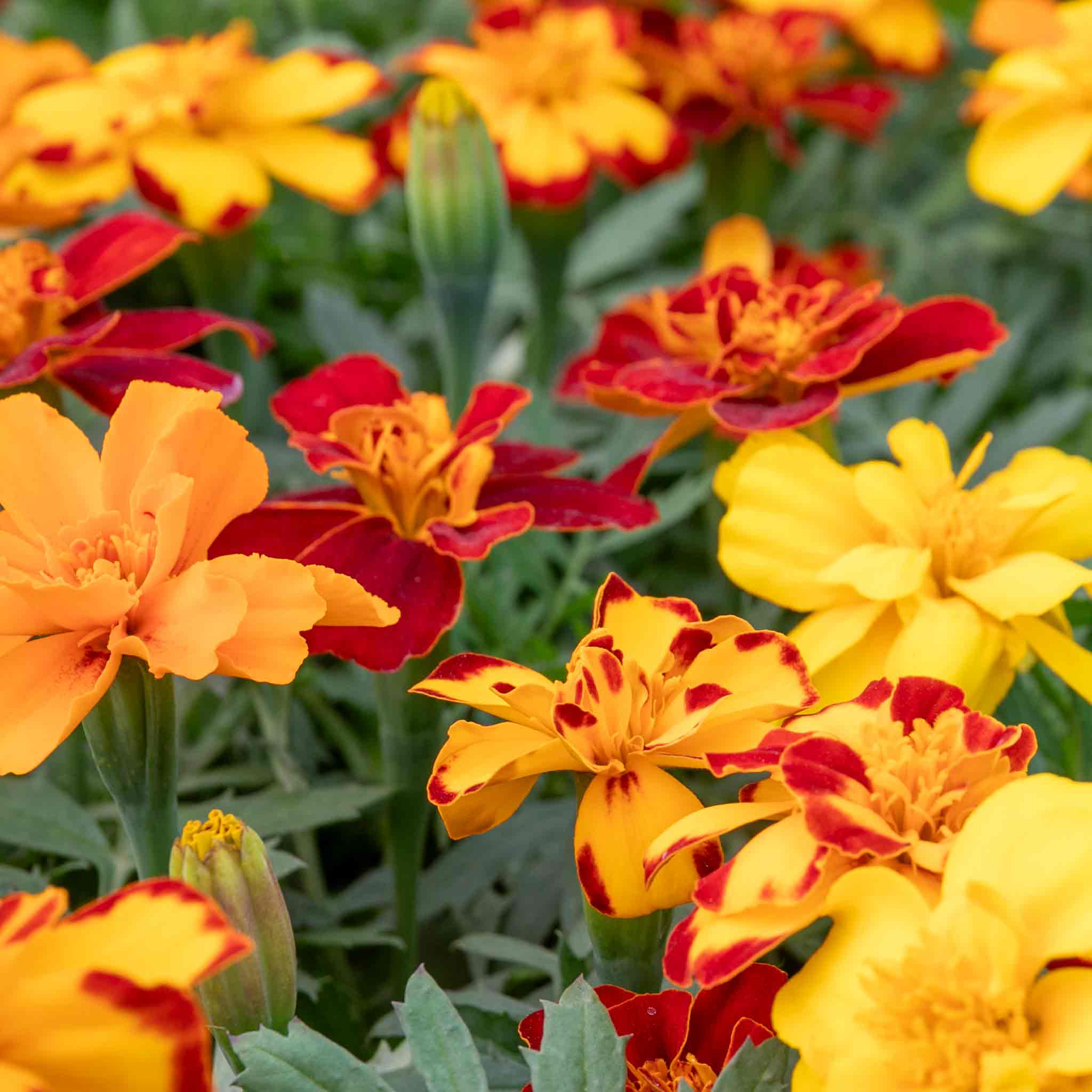 Marigold 'Durango Select Mixed' - Image 9