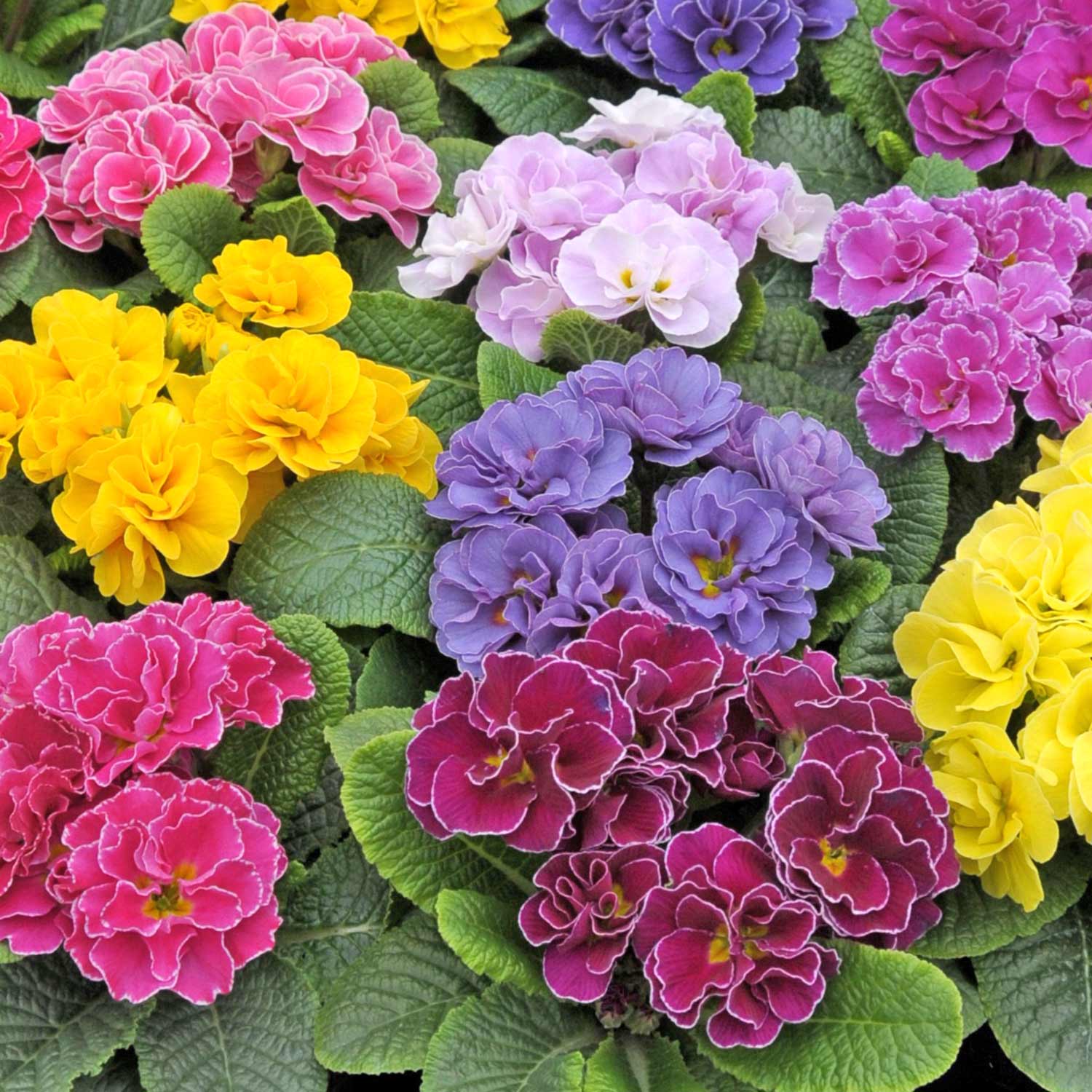 Primrose 'Rubens Mix' - Image 3
