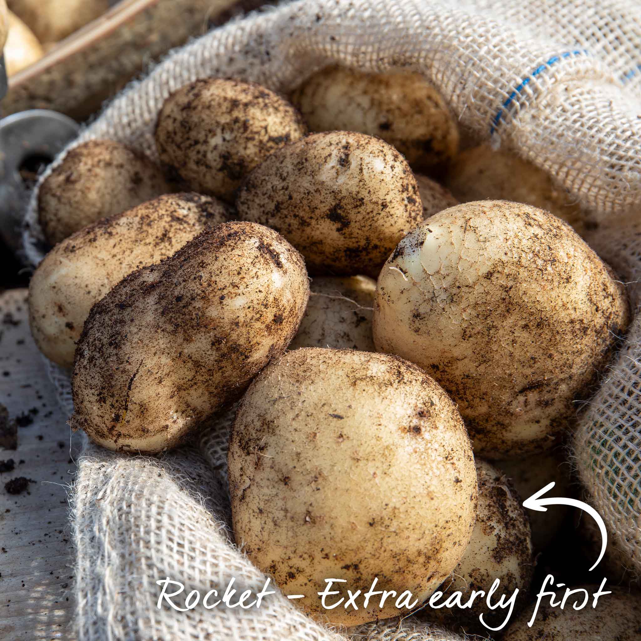 Marshalls Garden Gardener's Favourites Potato Collection - Image 2
