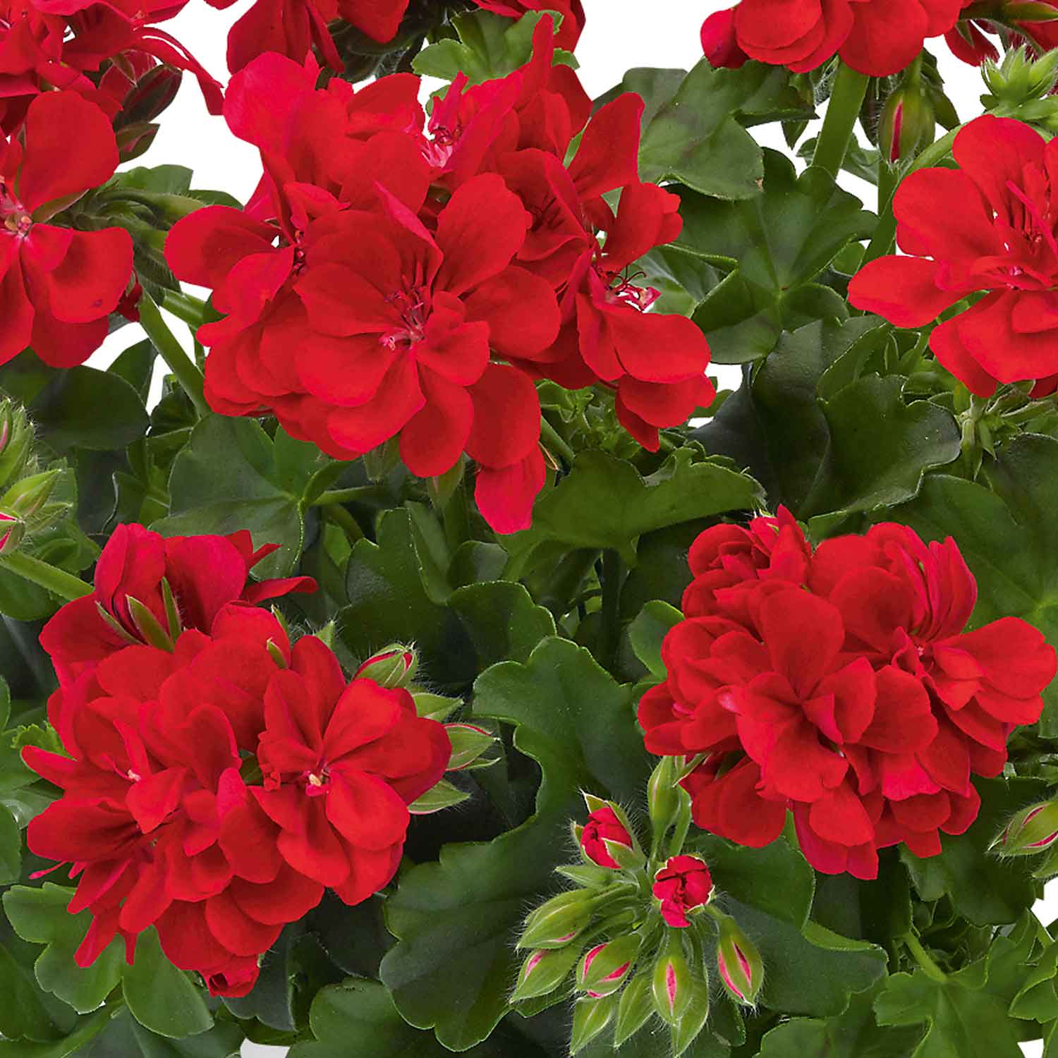 Marshalls 'Geranium Selection' - Image 4