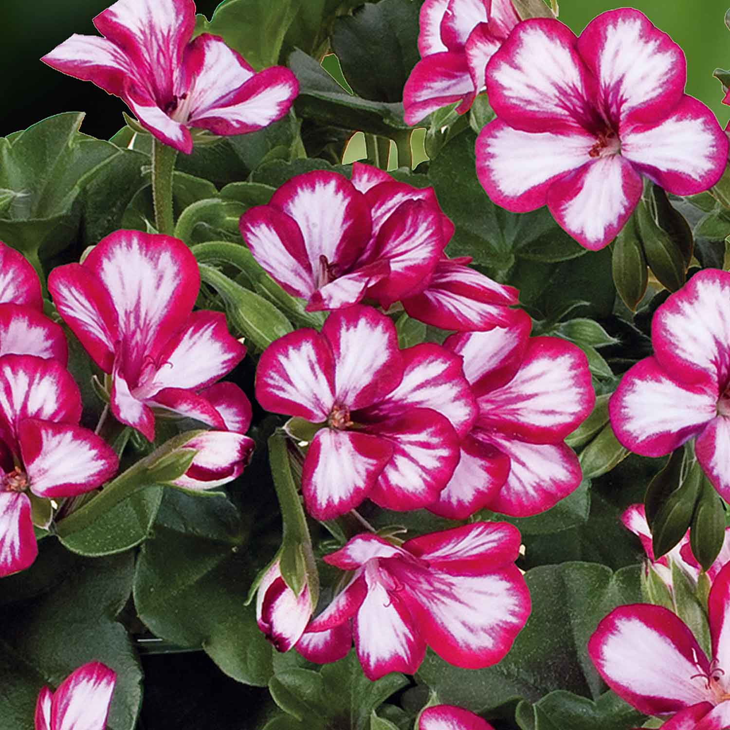 Marshalls 'Geranium Selection' - Image 5