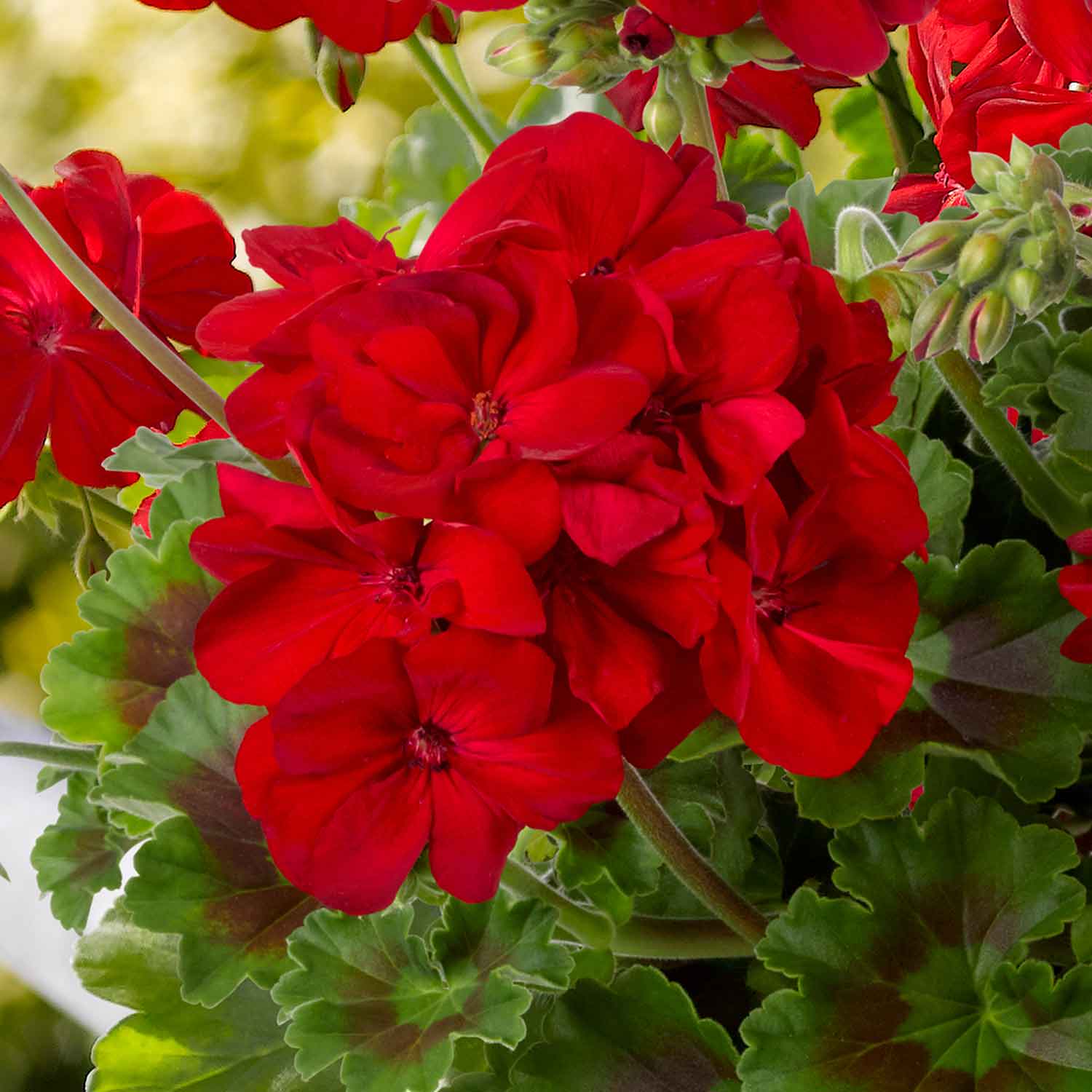 Marshalls 'Geranium Selection' - Image 7