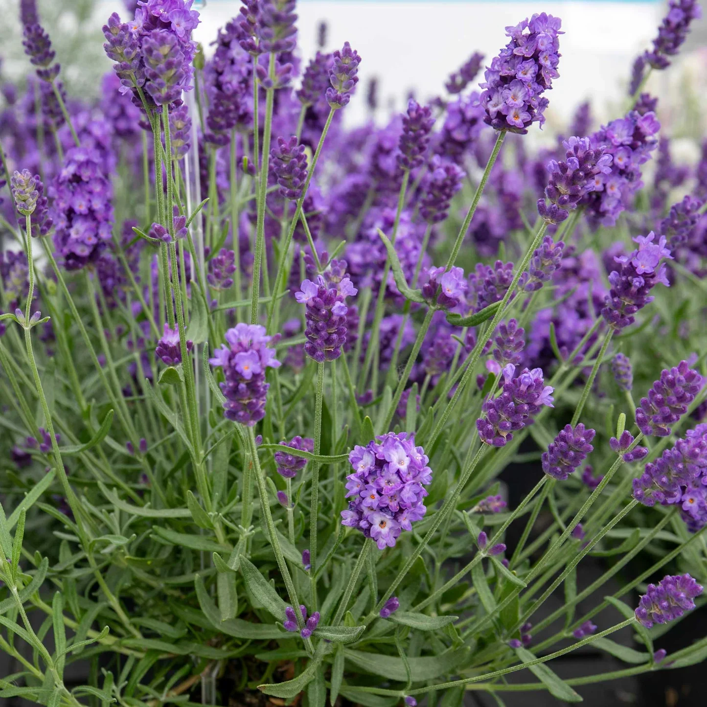Marshalls 'Hot and Spicy Perennial Selection' - Image 3