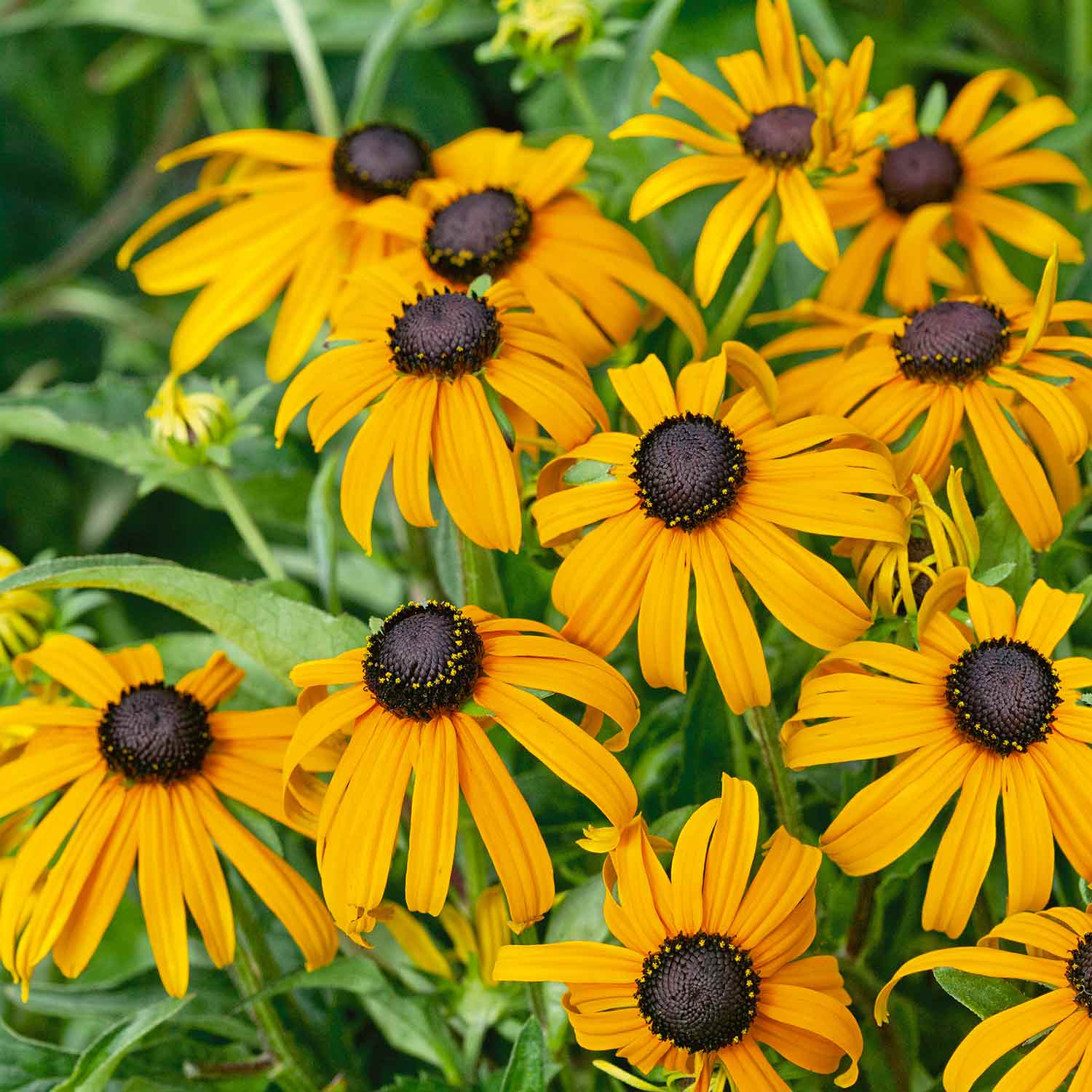 Marshalls 'Hot and Spicy Perennial Selection' - Image 7