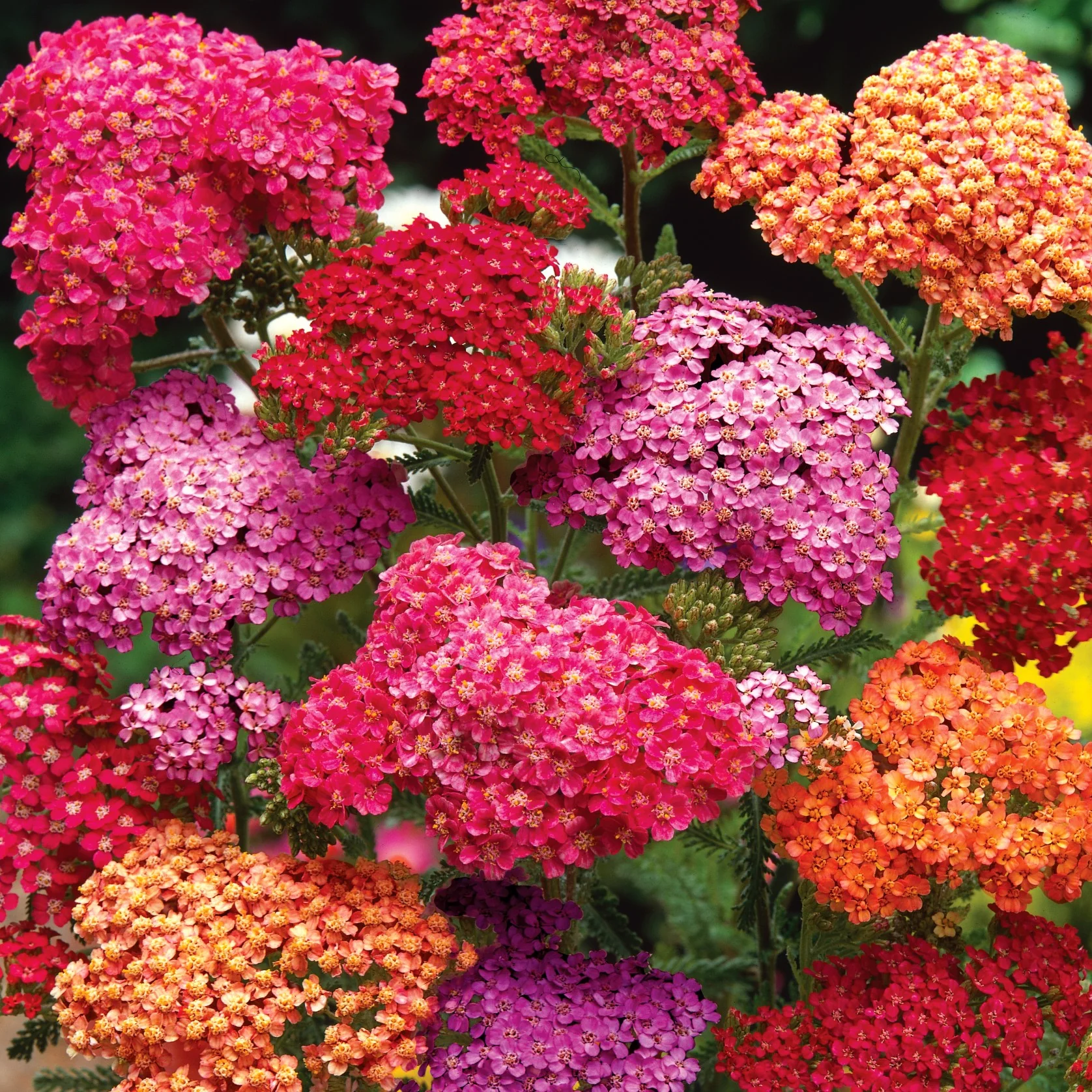Marshalls 'Hot and Spicy Perennial Selection' - Image 8