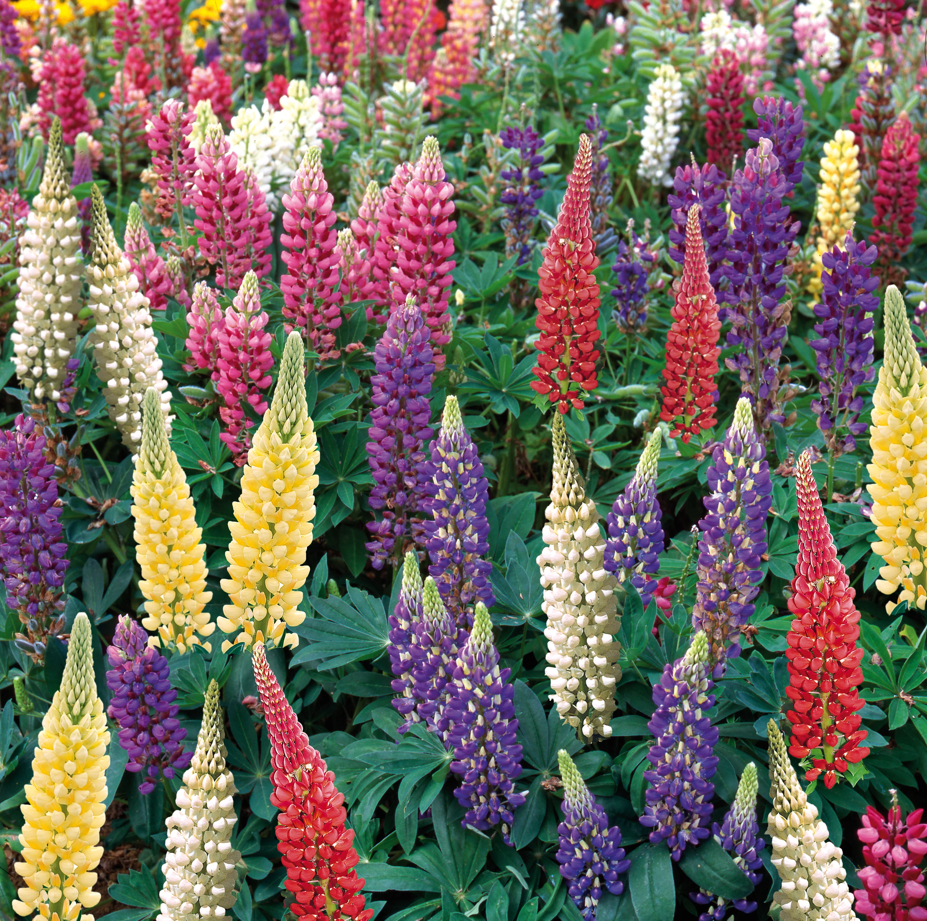 Marshalls Plant 'Selection' - Image 9
