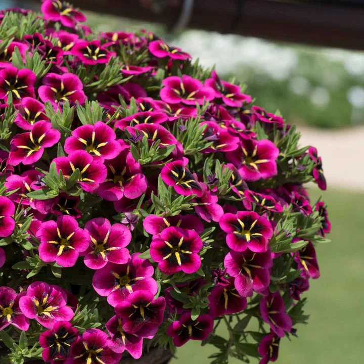 Marshalls Summer Bedding Plug Mix - Image 2