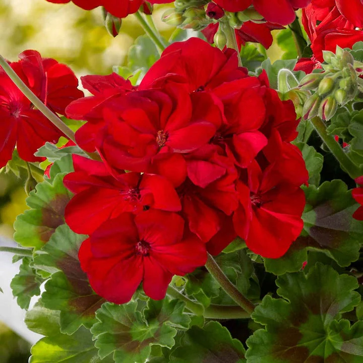 Marshalls Summer Bedding Plug Mix - Image 4