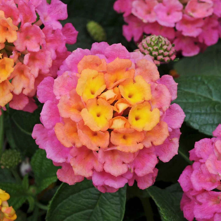 Marshalls Summer Bedding Plug Mix - Image 9