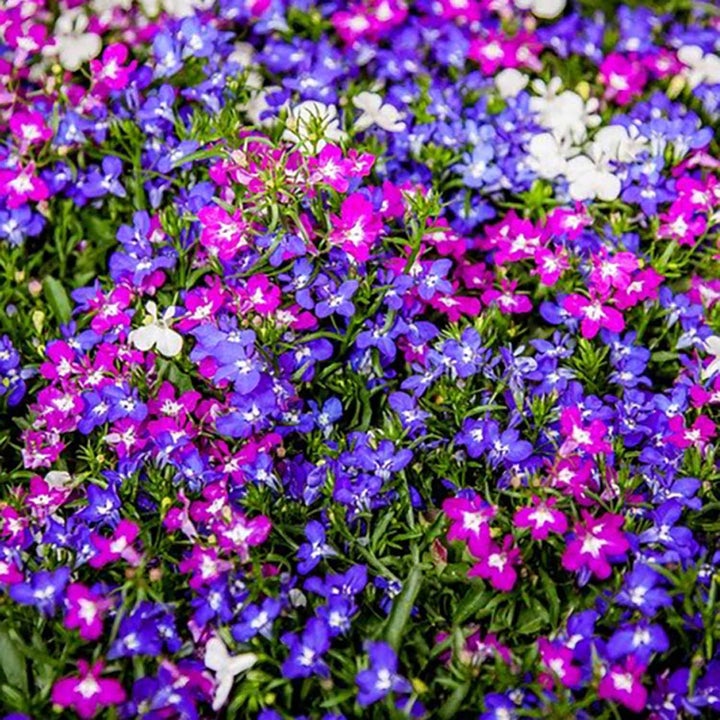 Marshalls 'Summer Bedding' Selection - Image 3