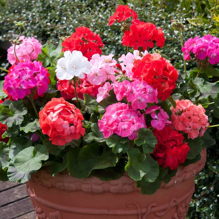 Marshalls 'Summer Bedding' Selection - Image 5