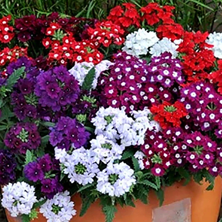 Marshalls 'Summer Bedding' Selection - Image 7