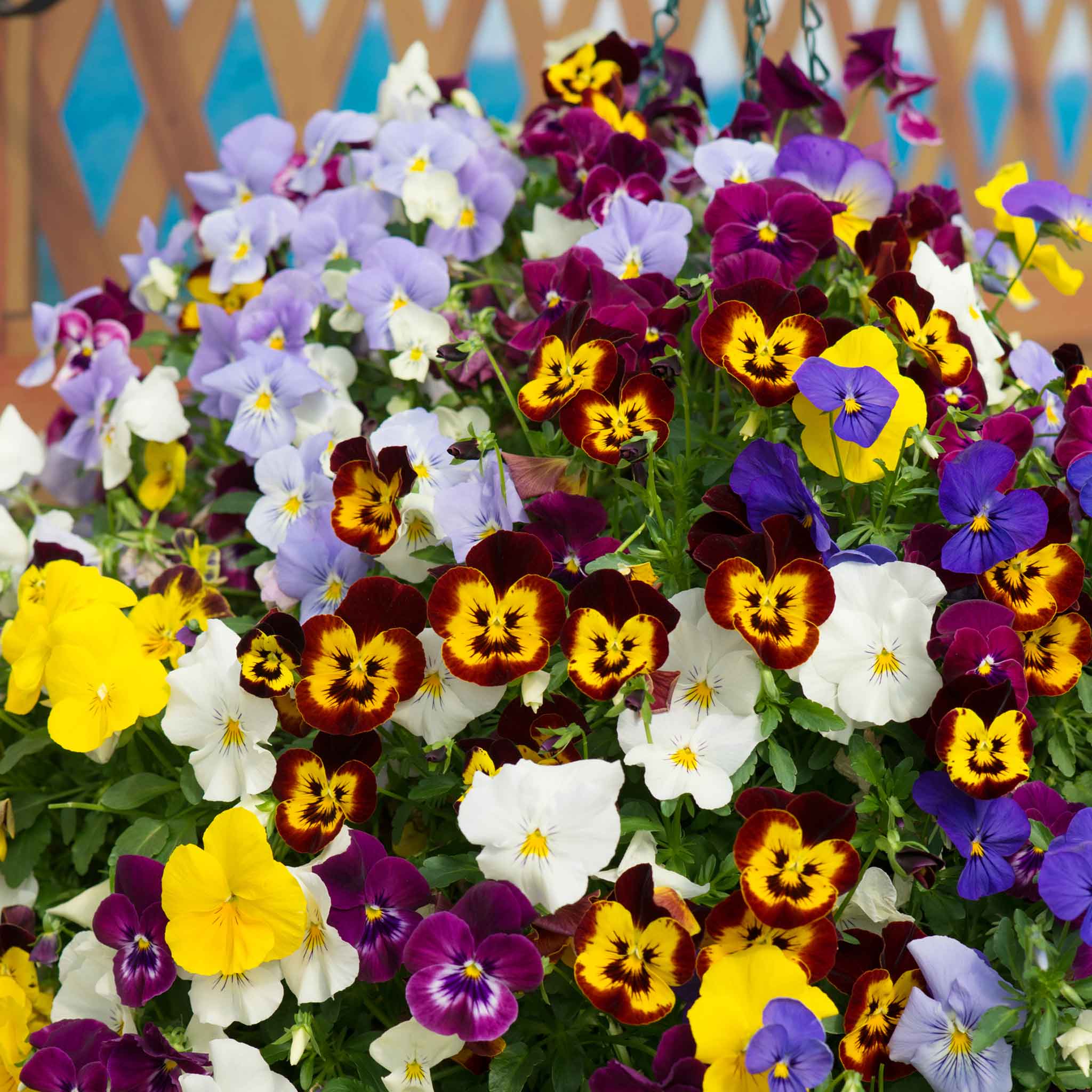 Marshalls Garden 'Winter and Spring' Bedding Selection - Image 3