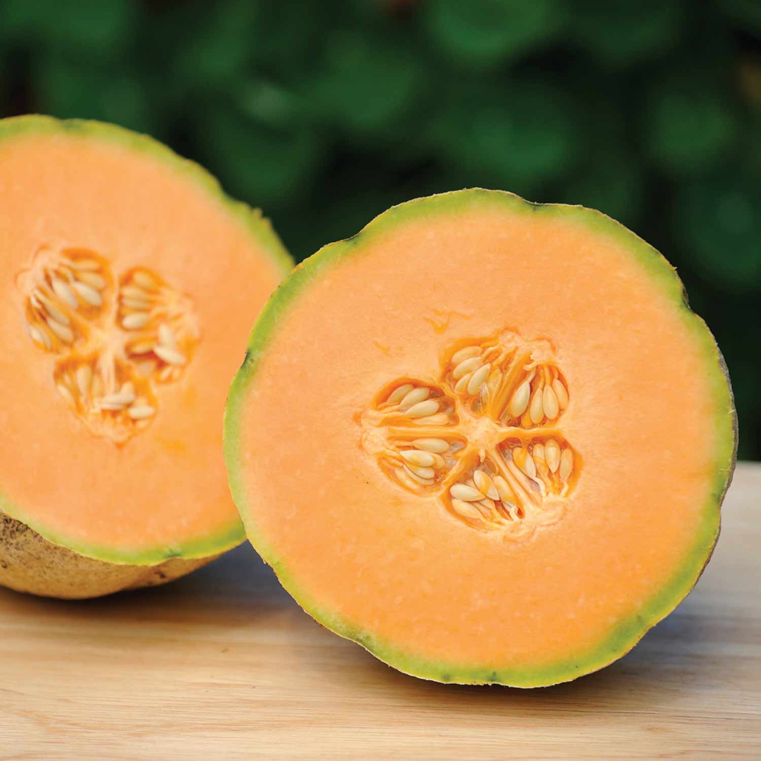 Melon 'Honey Bun' - Image 2
