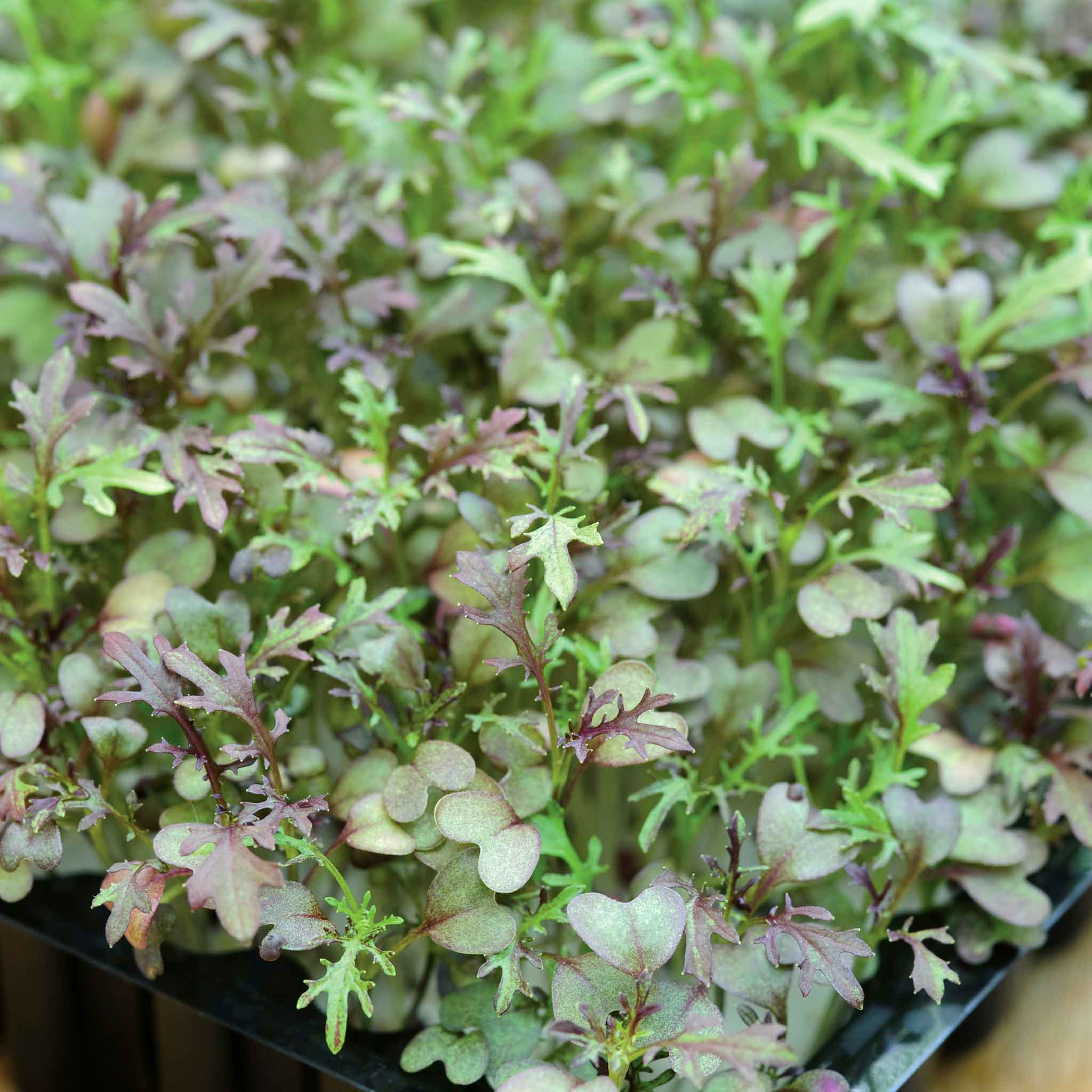 Micro Leaf Seeds Collection - Image 3