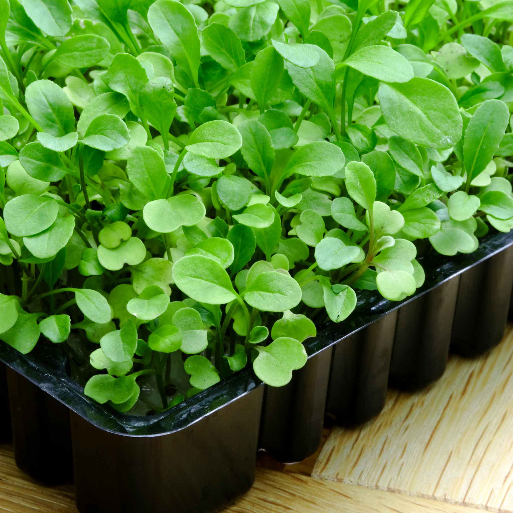 Micro Leaf Seeds Collection - Image 4