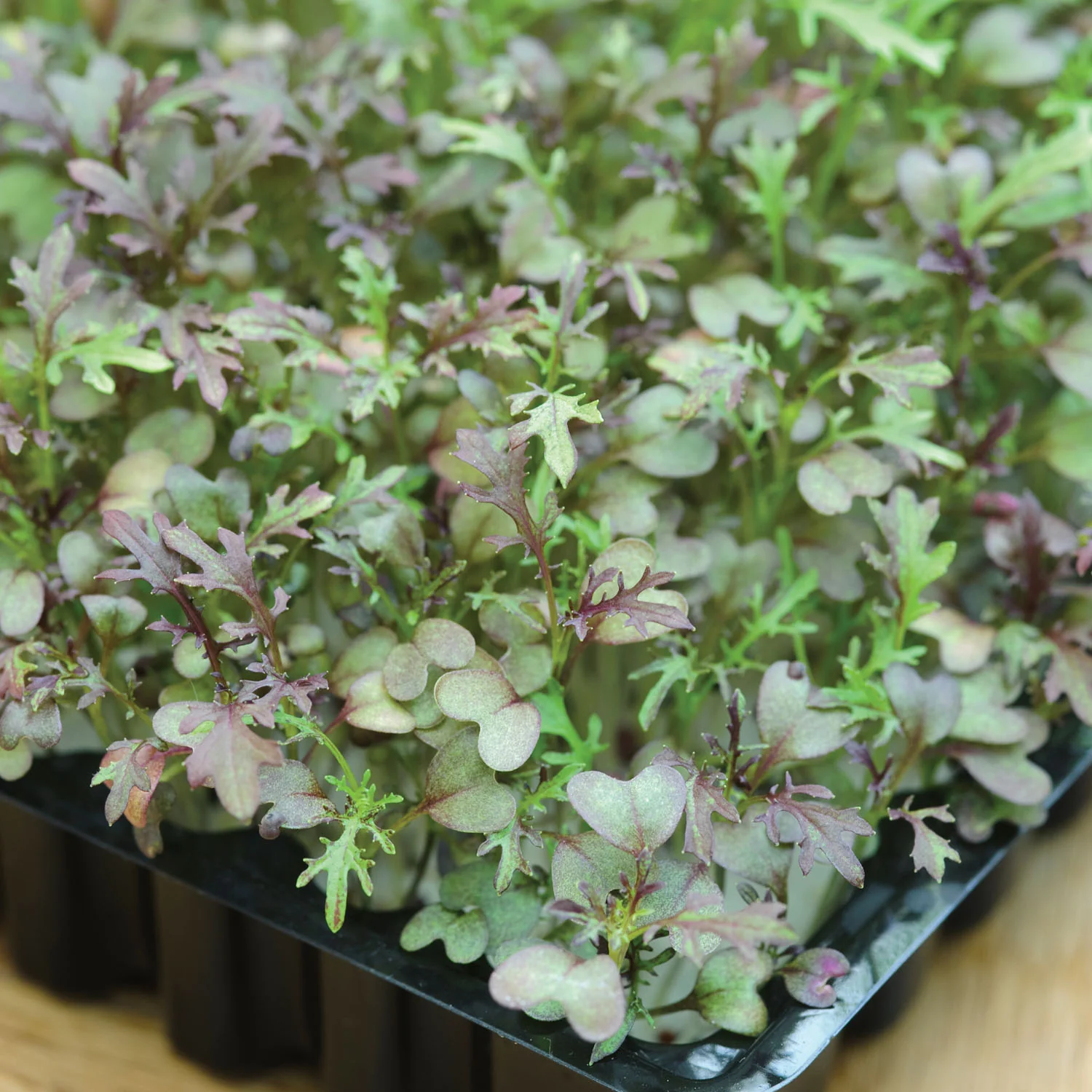 Microgreens Seeds 'Mustard Red Frills'