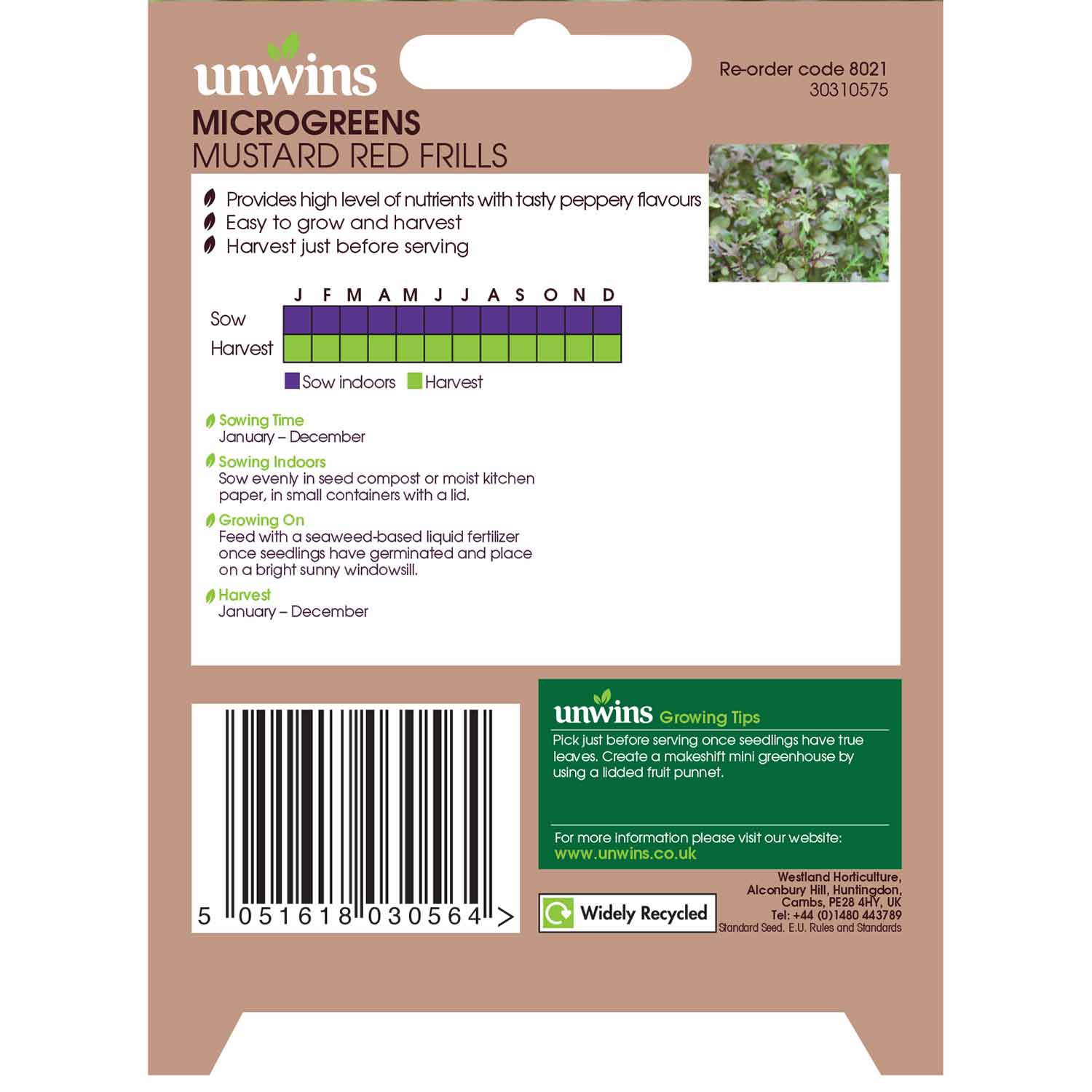 Microgreens Seeds 'Mustard Red Frills' - Image 3
