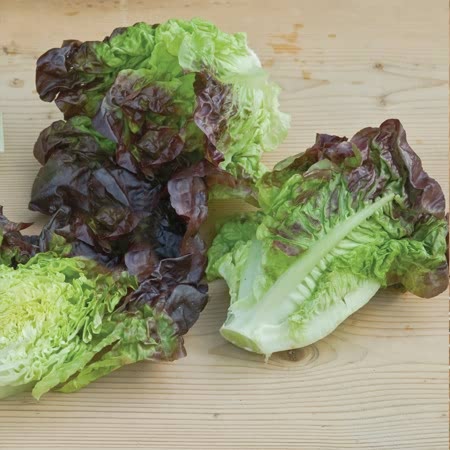 Lettuce Seed Mini Collection - Image 4