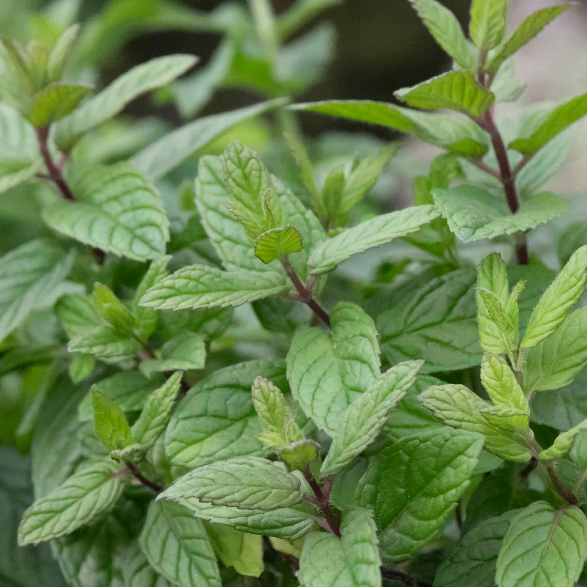 Mint 'Peppermint' - Image 3
