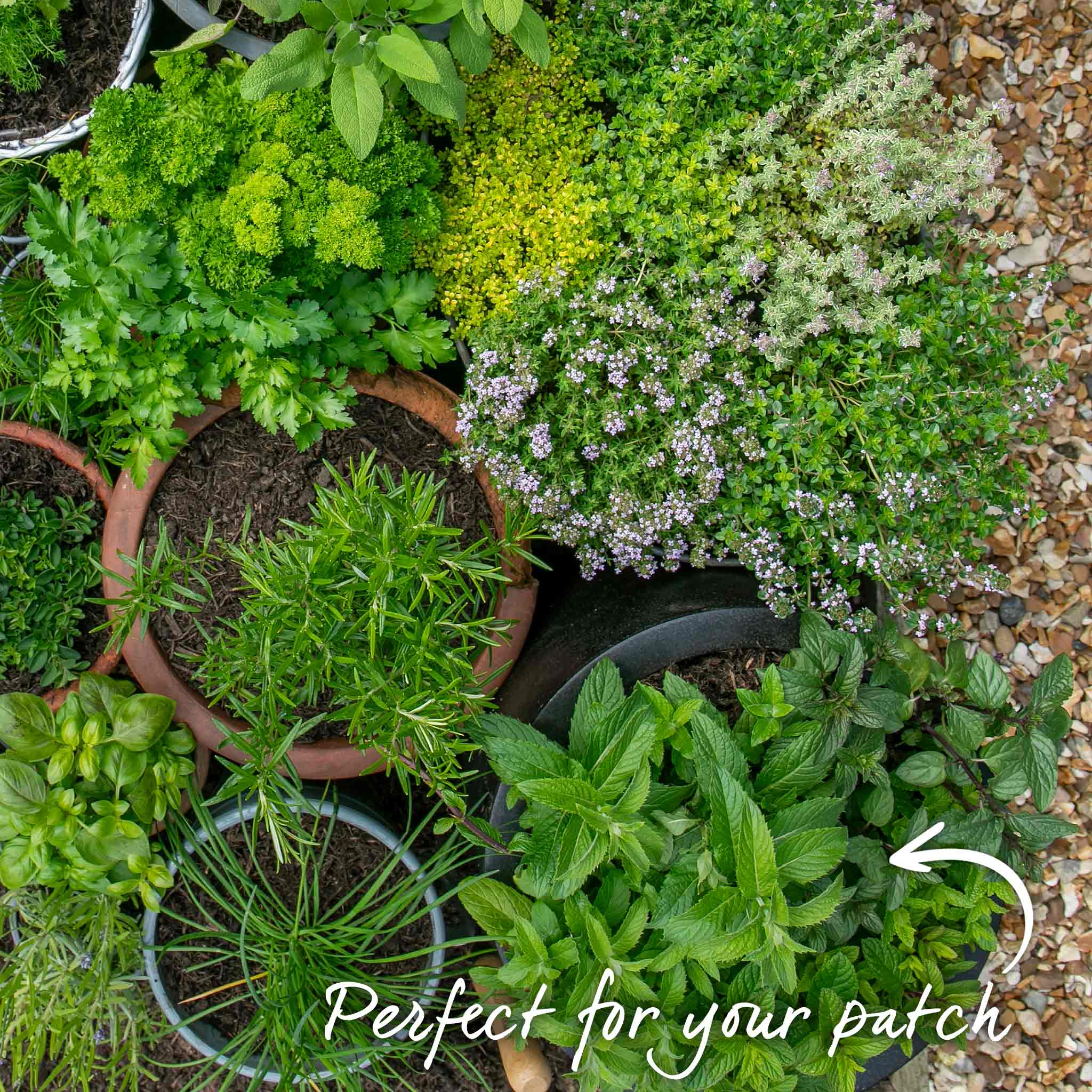 Mint 'Peppermint' - Image 4