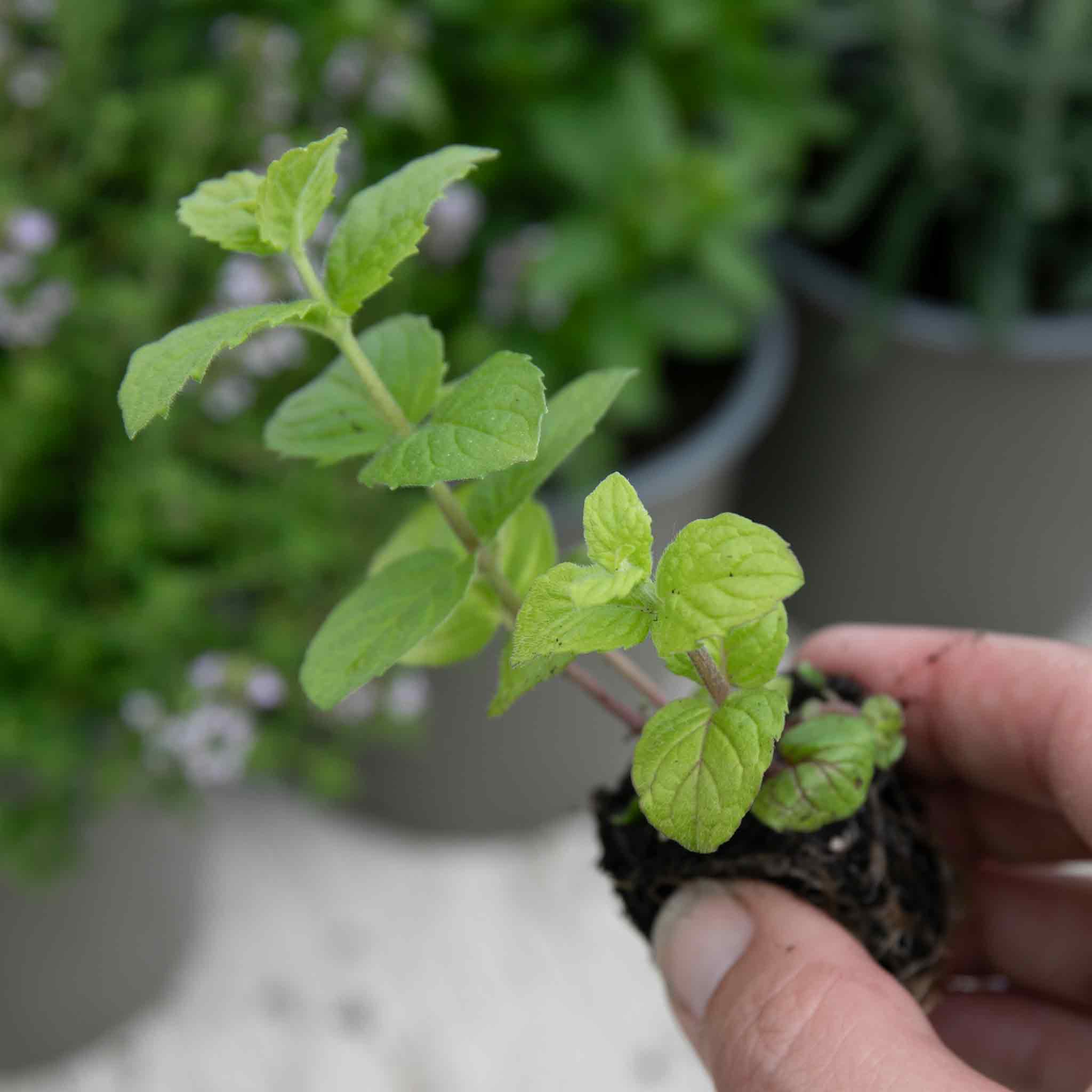 Mint 'Peppermint' - Image 6