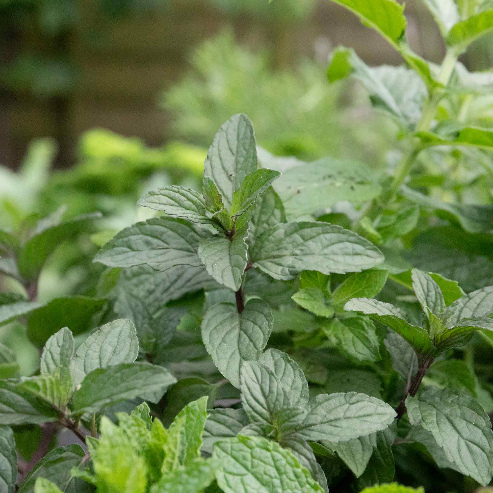 Mint 'Peppermint' - Image 7