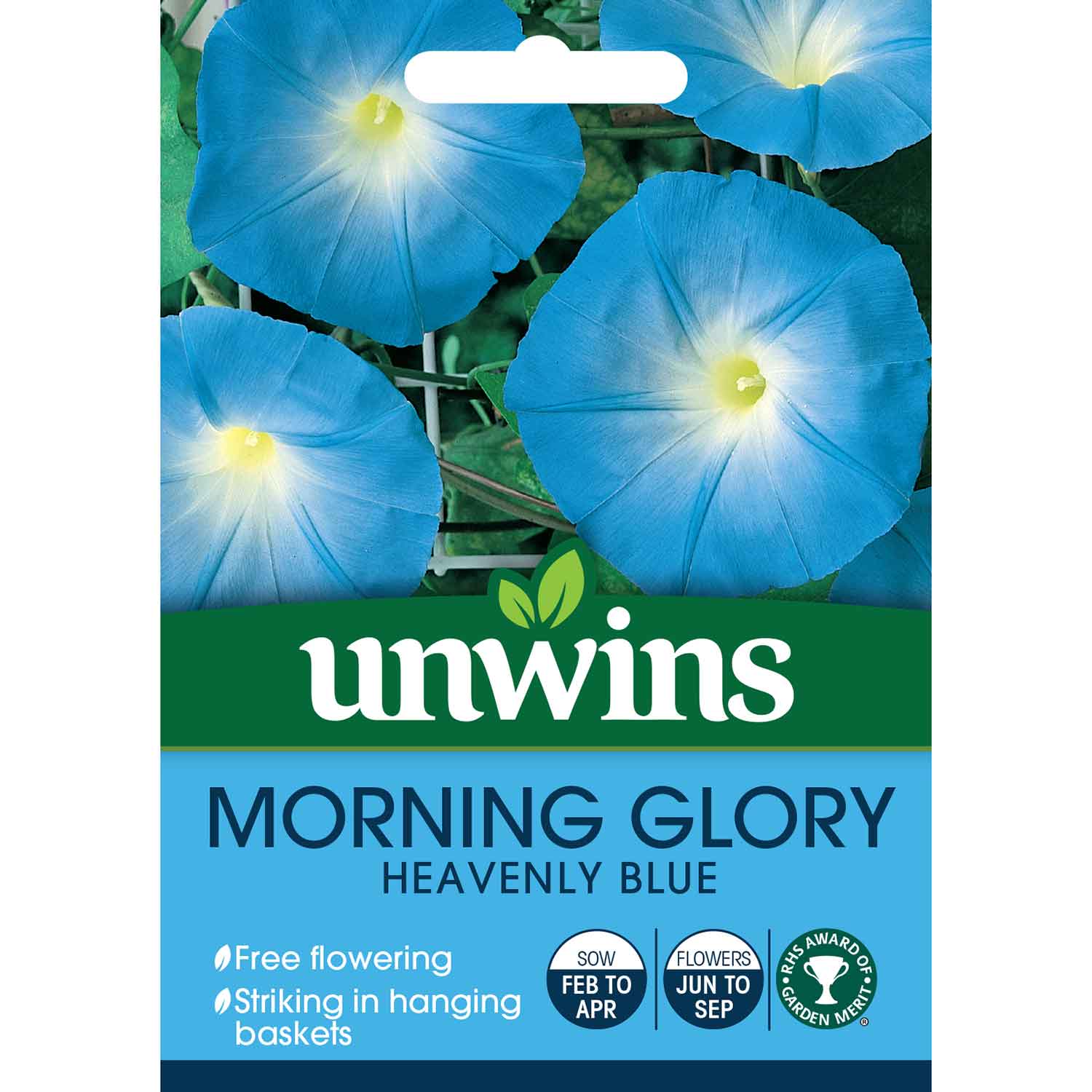Morning Glory Seeds 'Heavenly Blue' - Image 2
