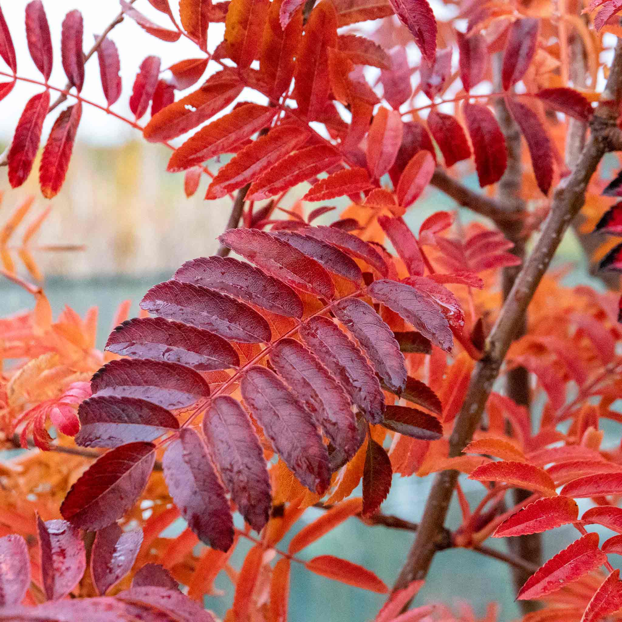 Mountain Ash 'Joseph Rock' - Image 5