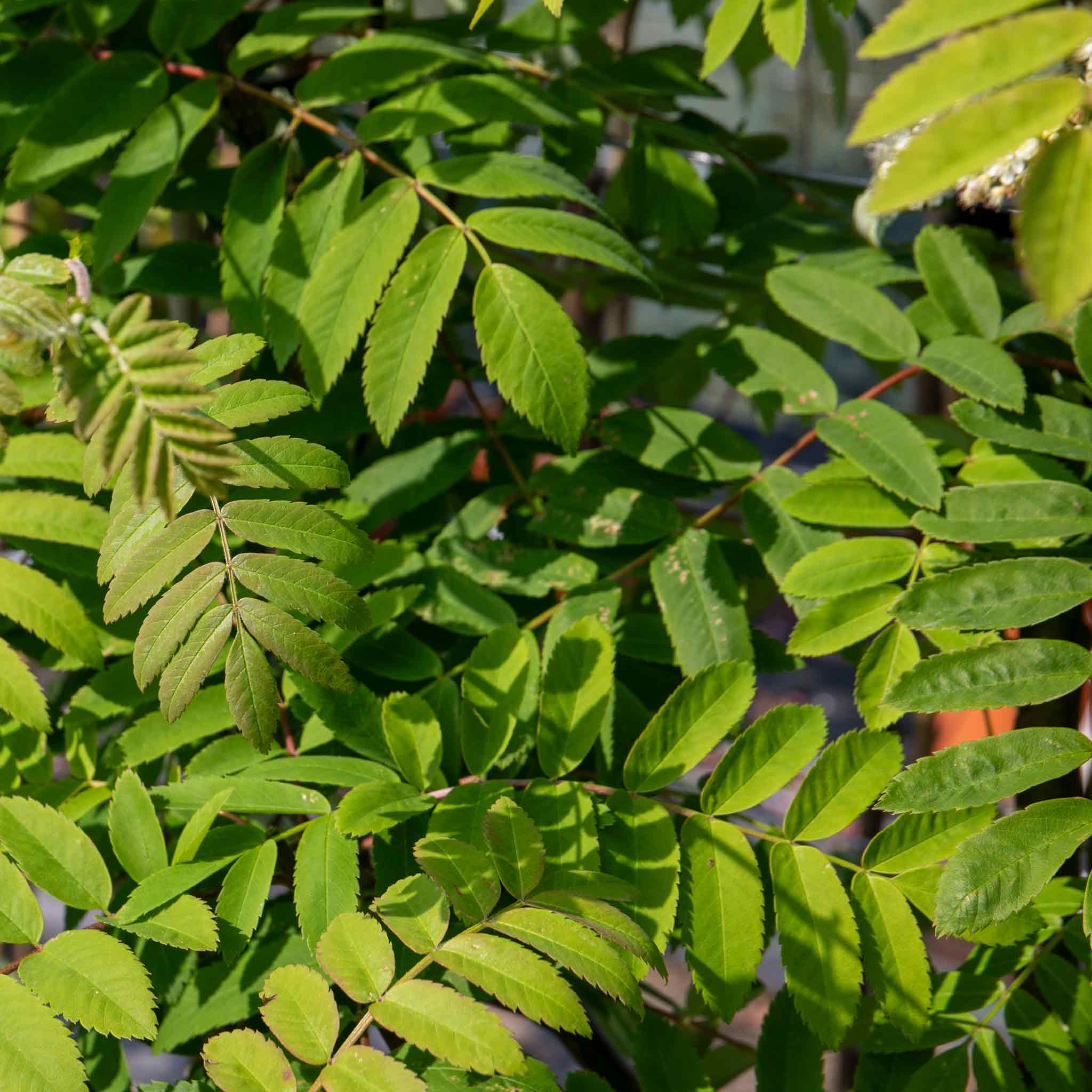 Mountain Ash Sorbus 'Apricot Queen' - Image 10