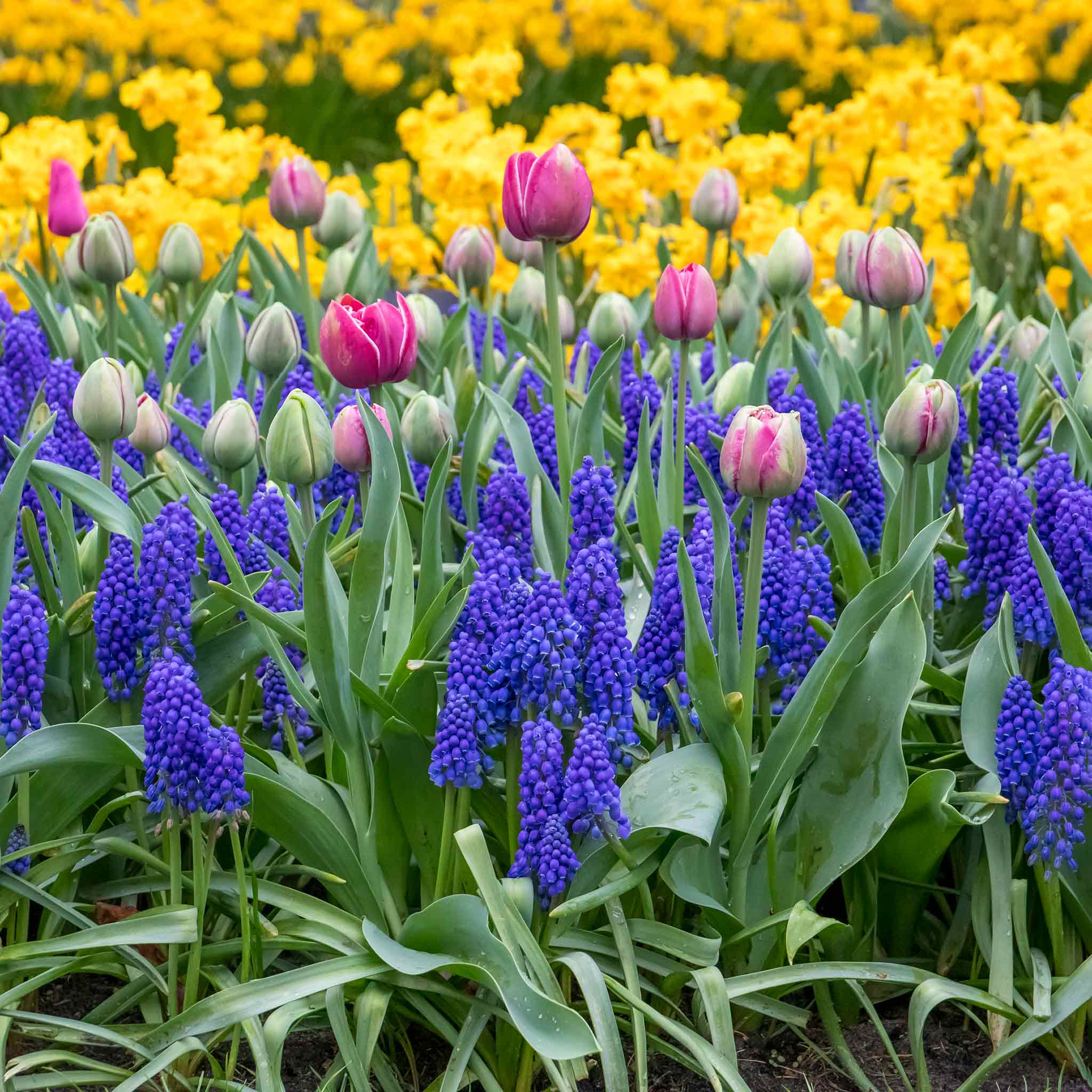 Grape Hyacinth Muscari Bulbs - Image 6