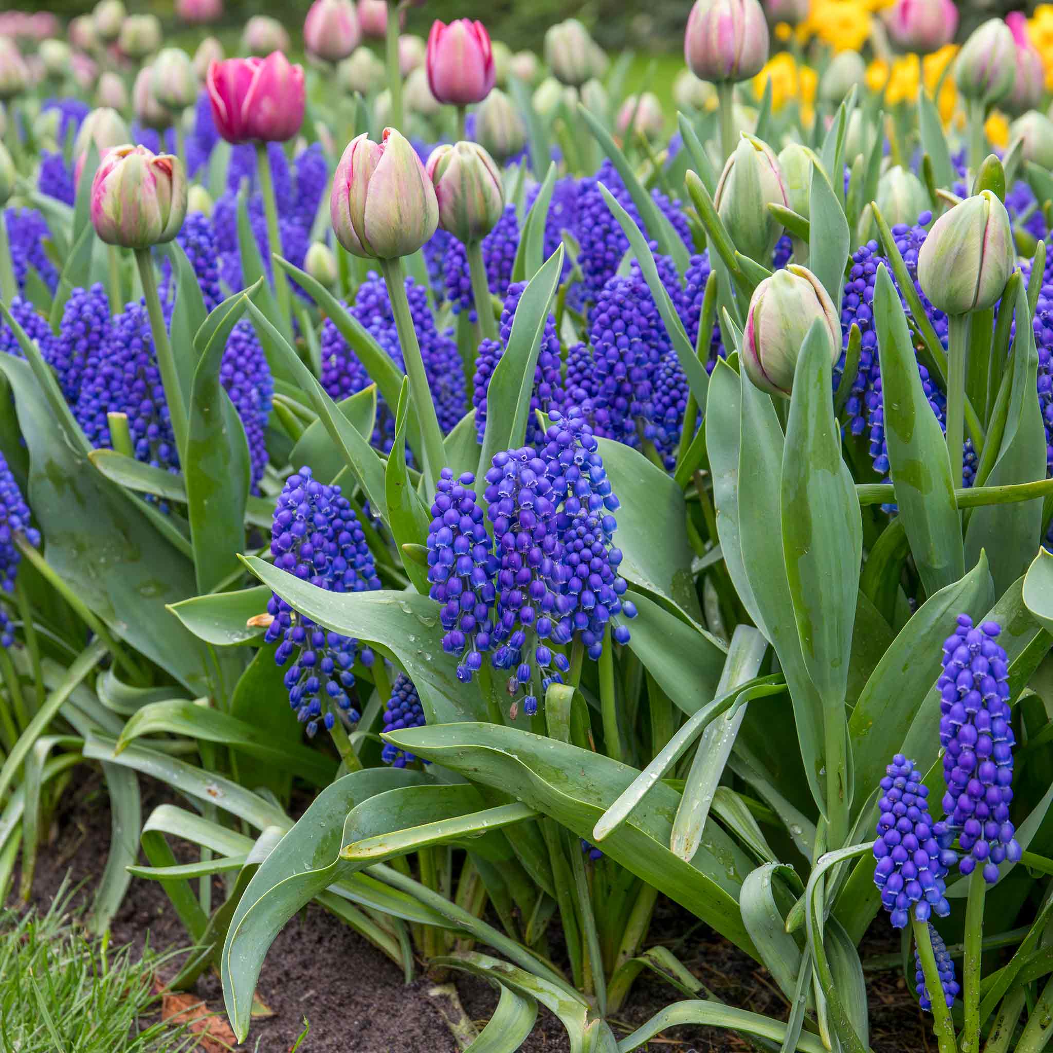 Grape Hyacinth Muscari Bulbs - Image 8