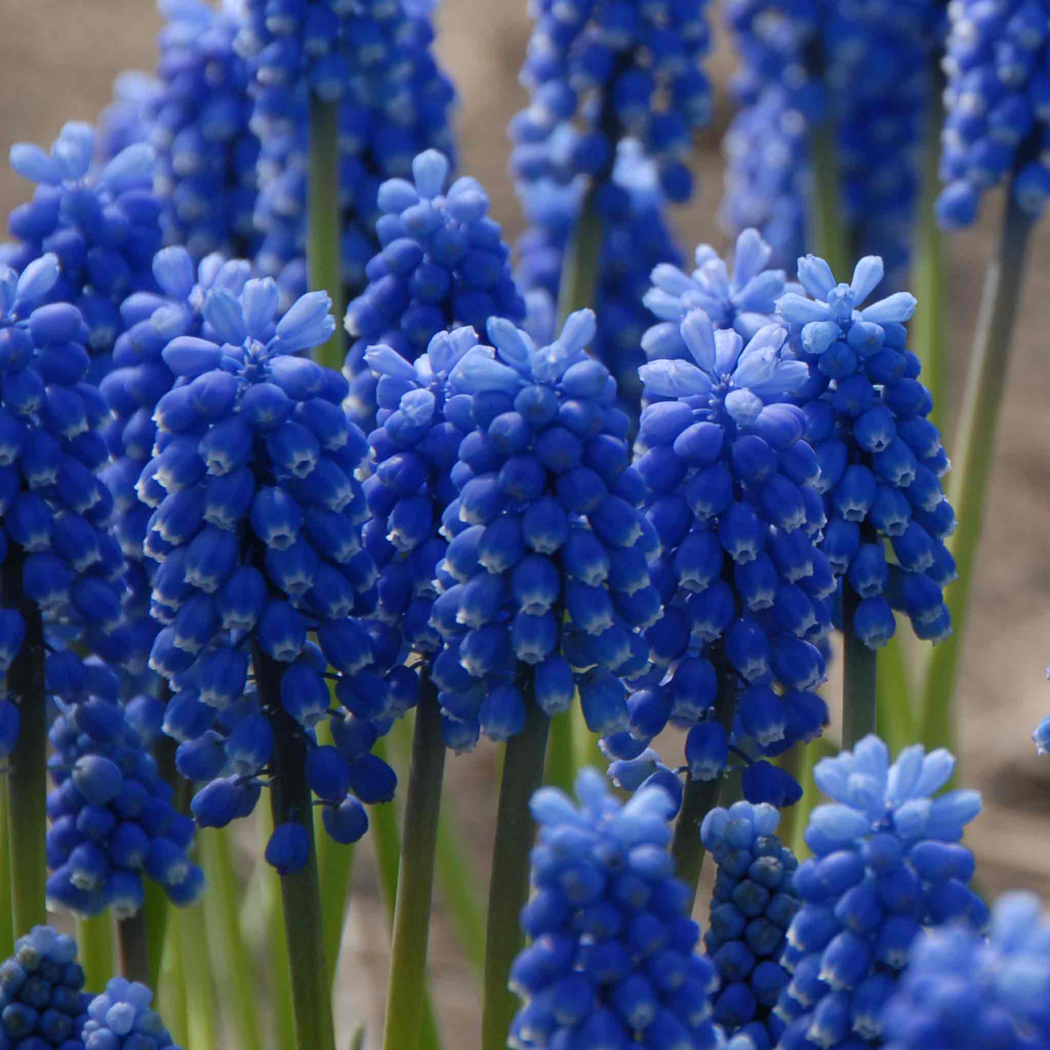 Muscari Bulbs 'Blue Magic' - Image 3