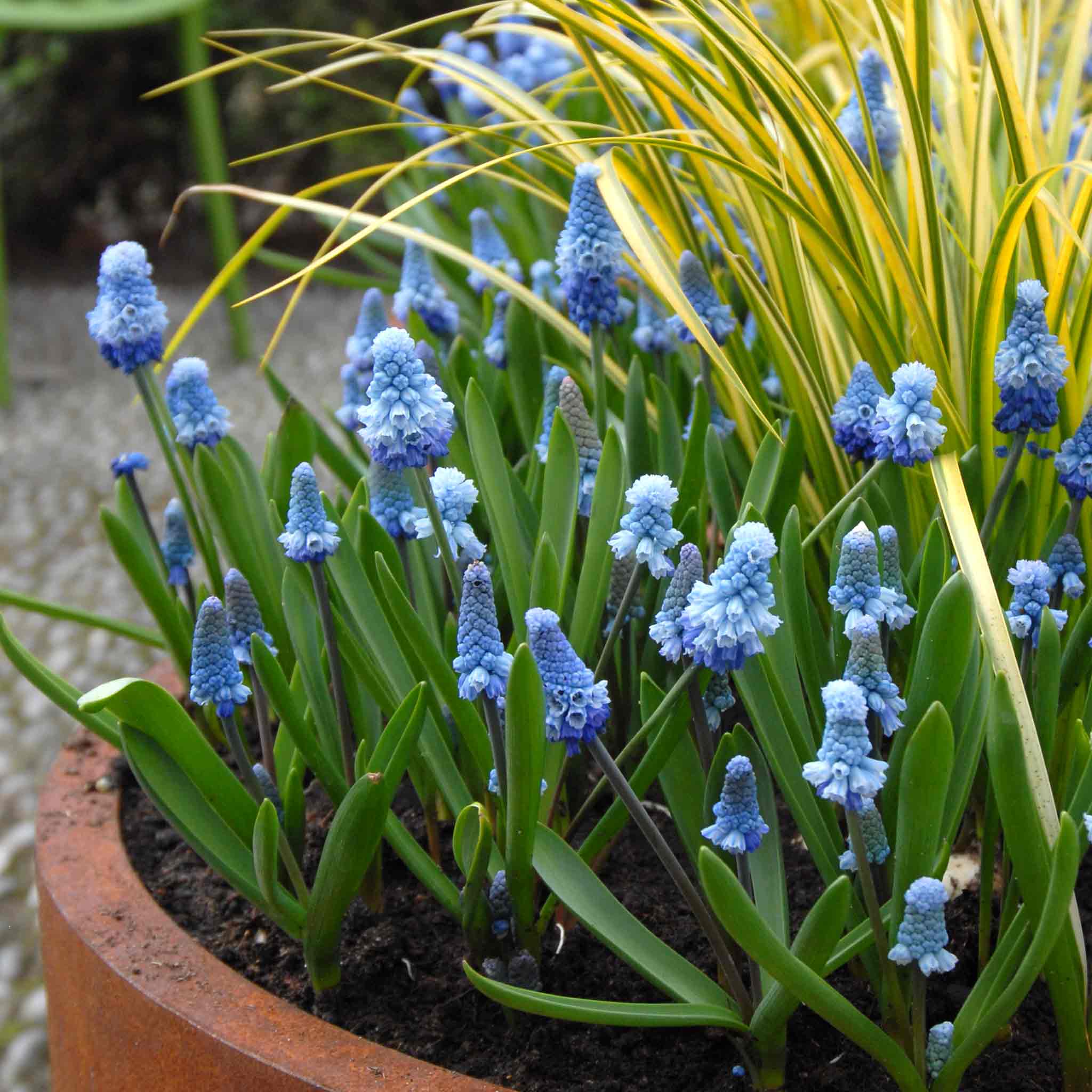 Muscari Bulbs 'Blue Magic' - Image 4