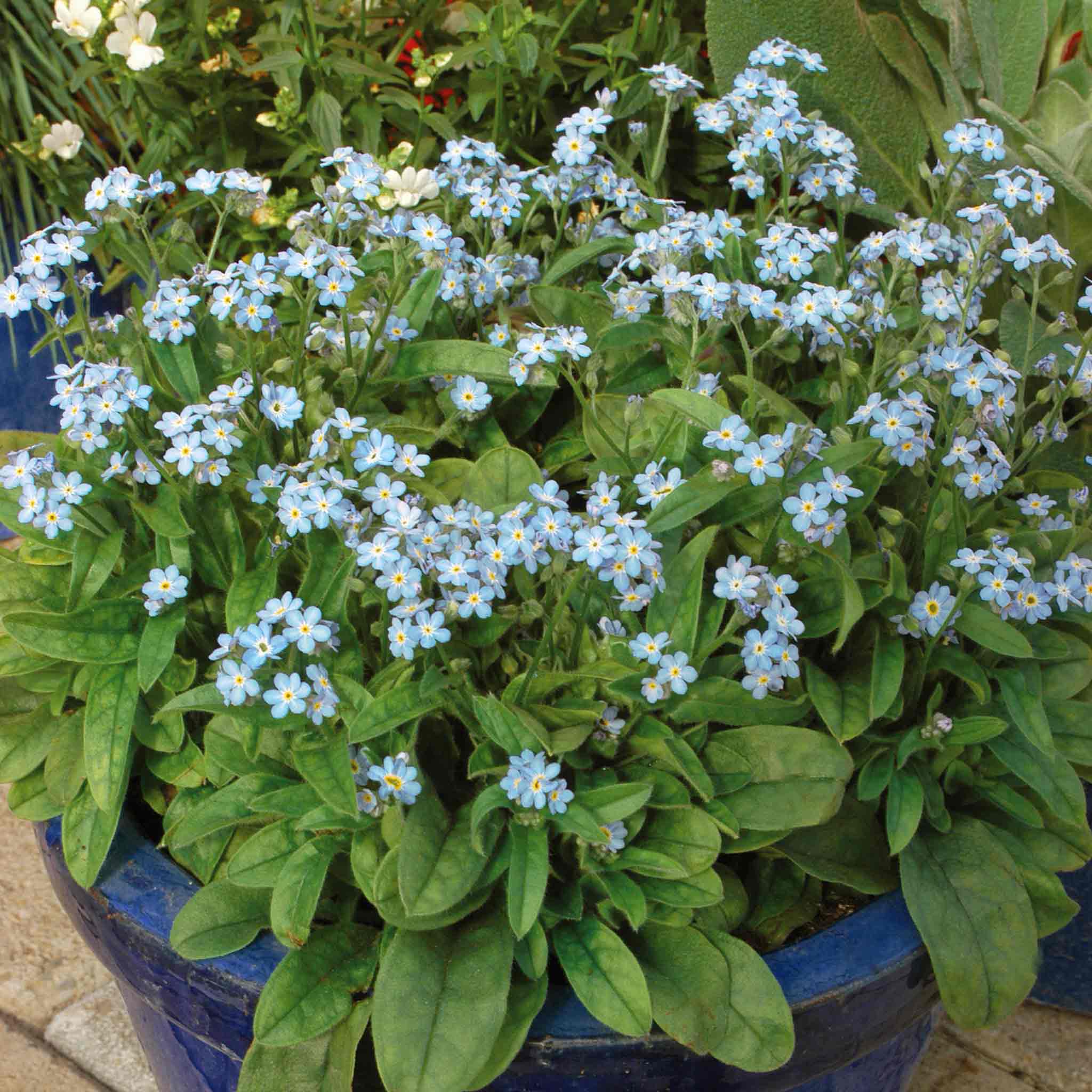 Forget Me Not 'Mon Amie Blue' - Image 3