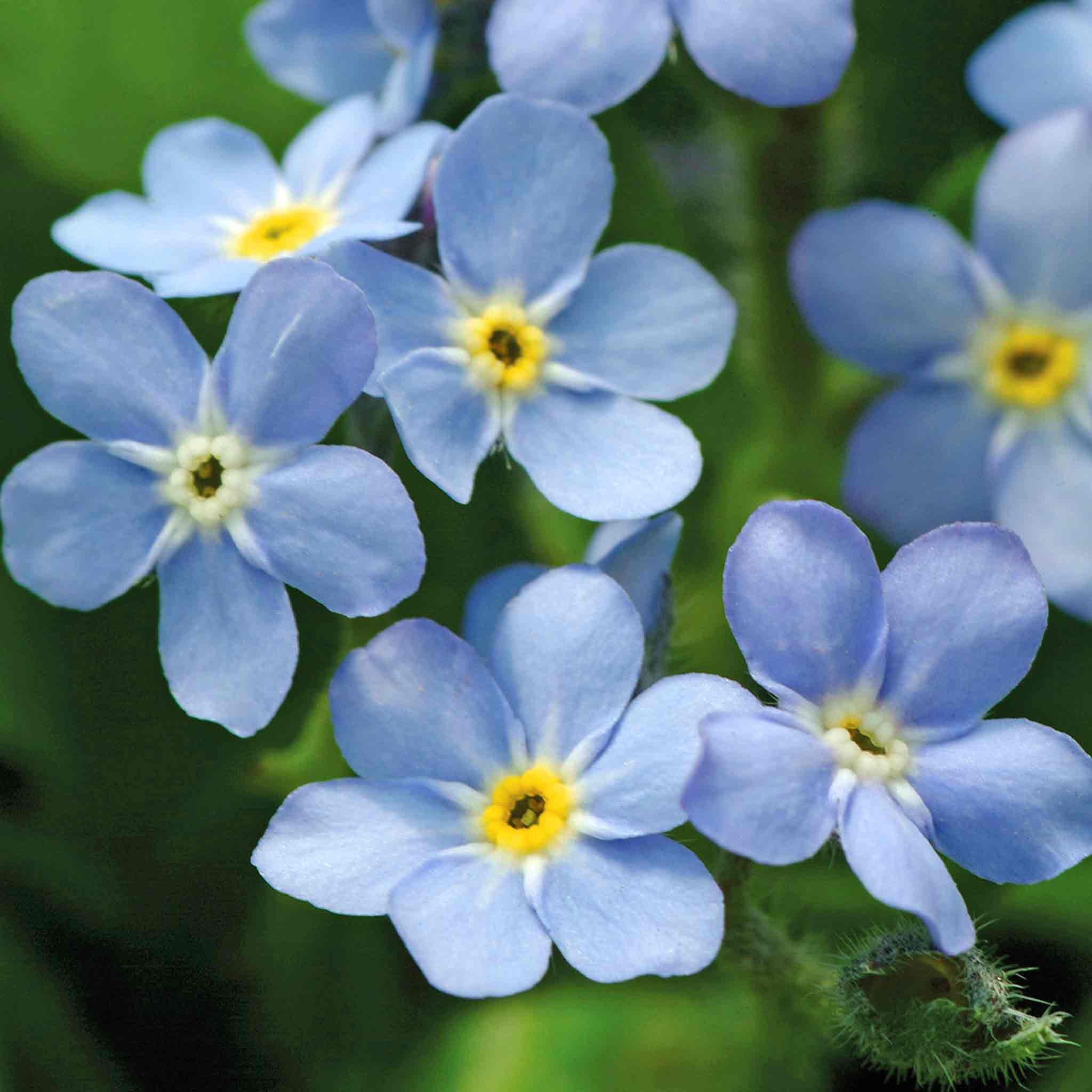 Forget Me Not 'Mon Amie Blue' - Image 4