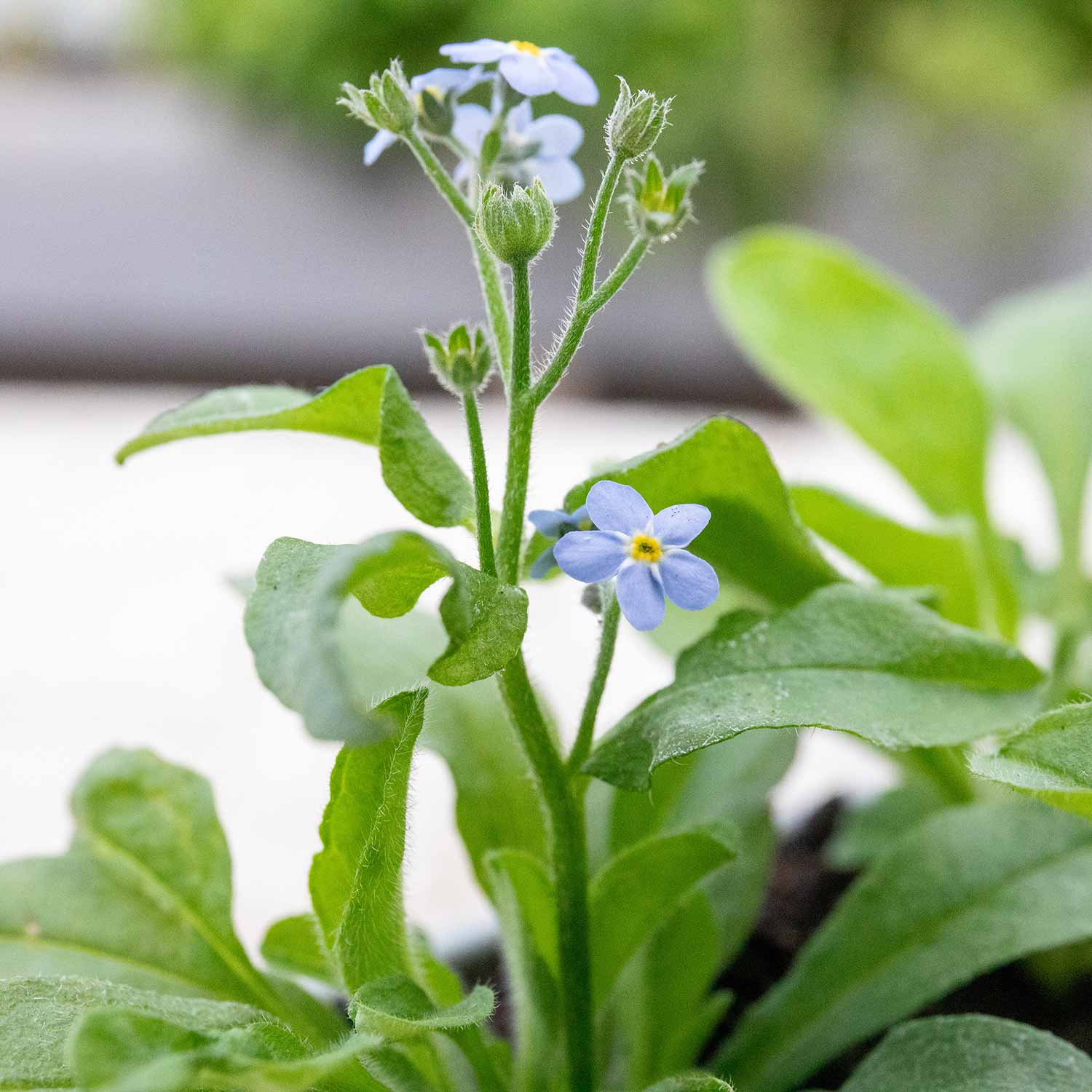 Forget Me Not 'Mon Amie Blue' - Image 6