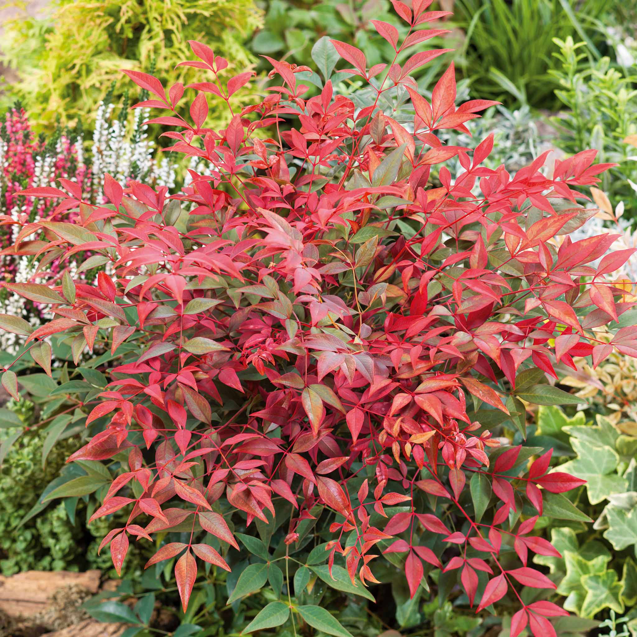 Nandina Dom 'Obsessed' - Image 2