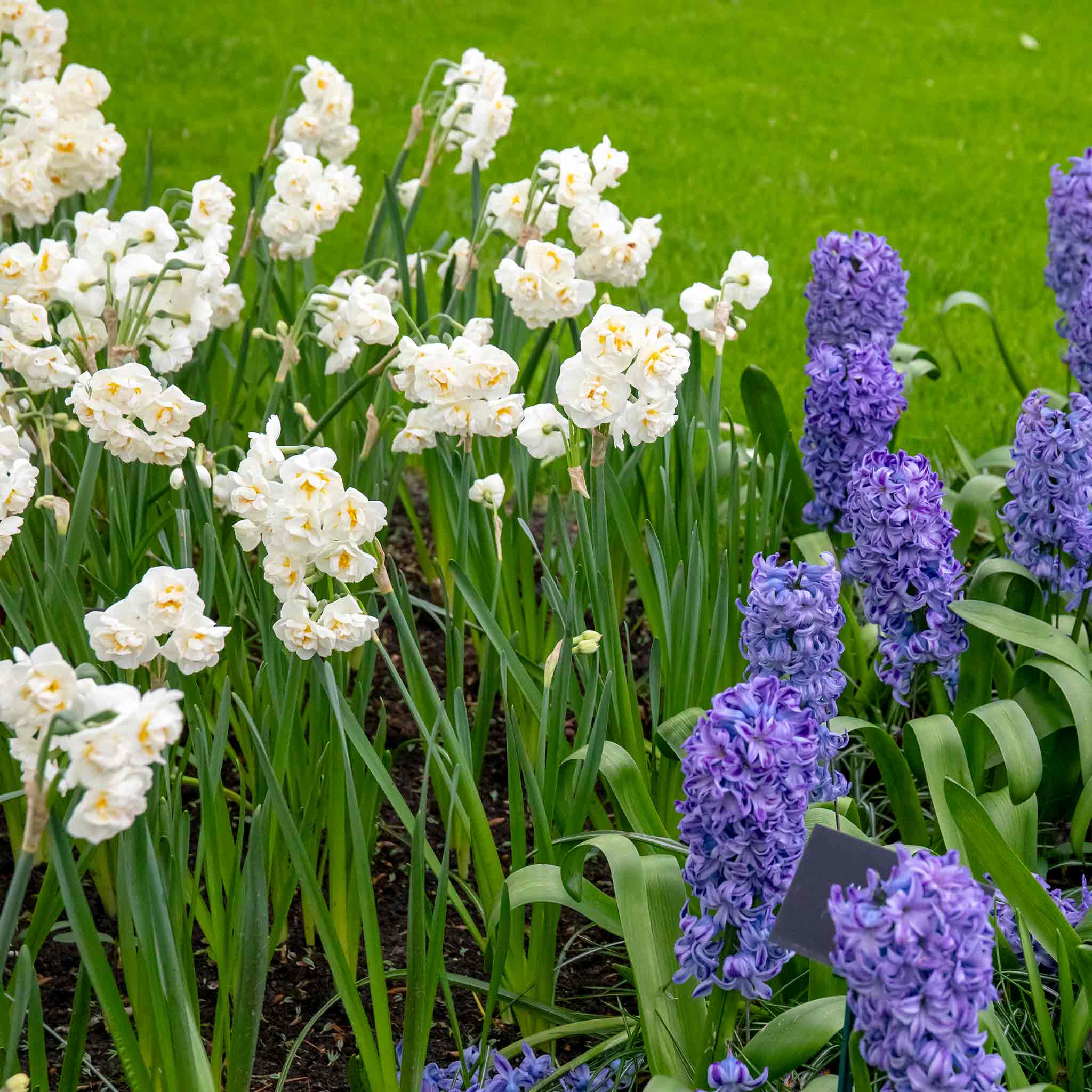 Daffodil Bulbs 'Bridal Crown' - Image 13