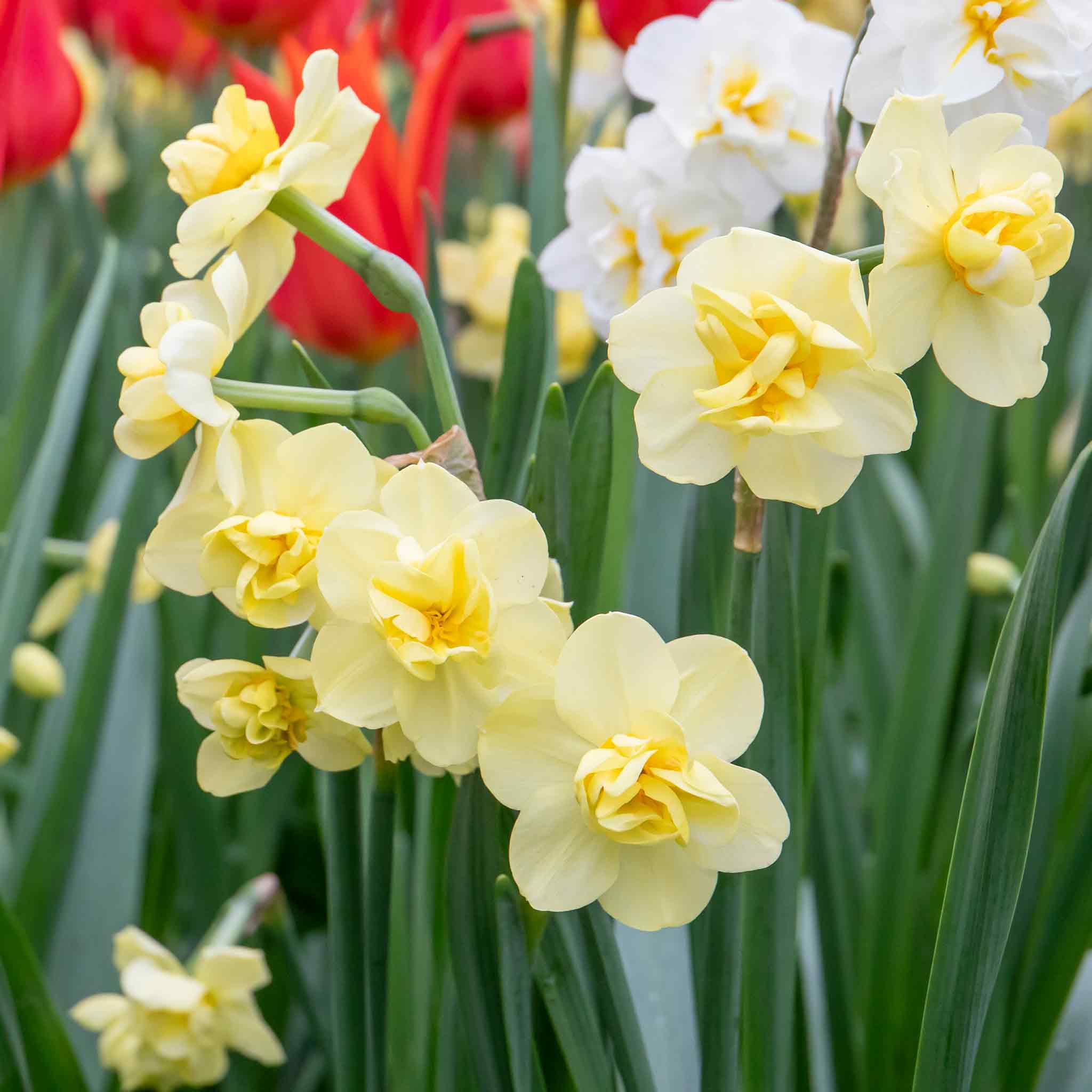 Daffodil Bulbs 'Yellow Cheerfulness' - Image 9