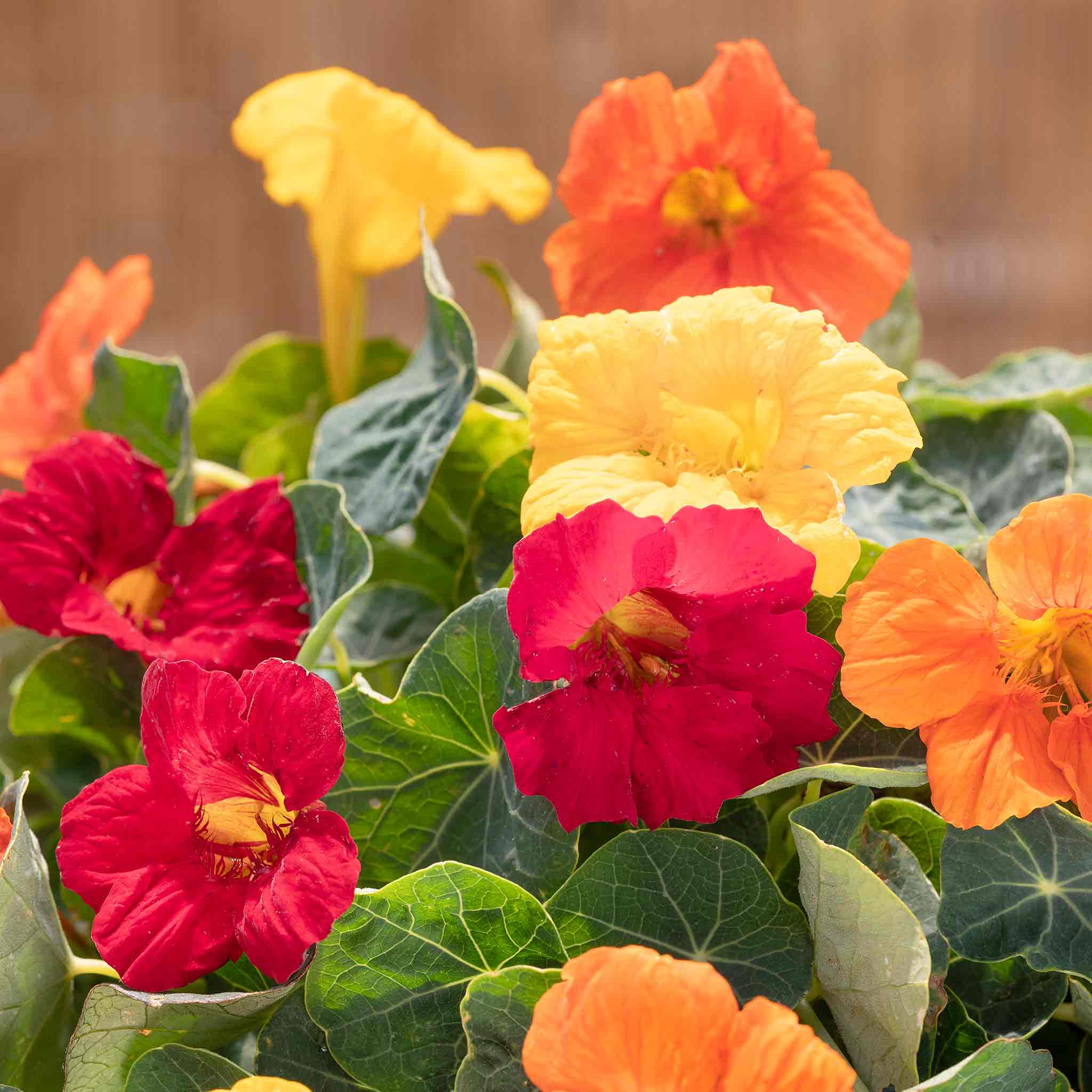 Nasturtium Seeds 'Baby Fiesta Mix' - Image 2