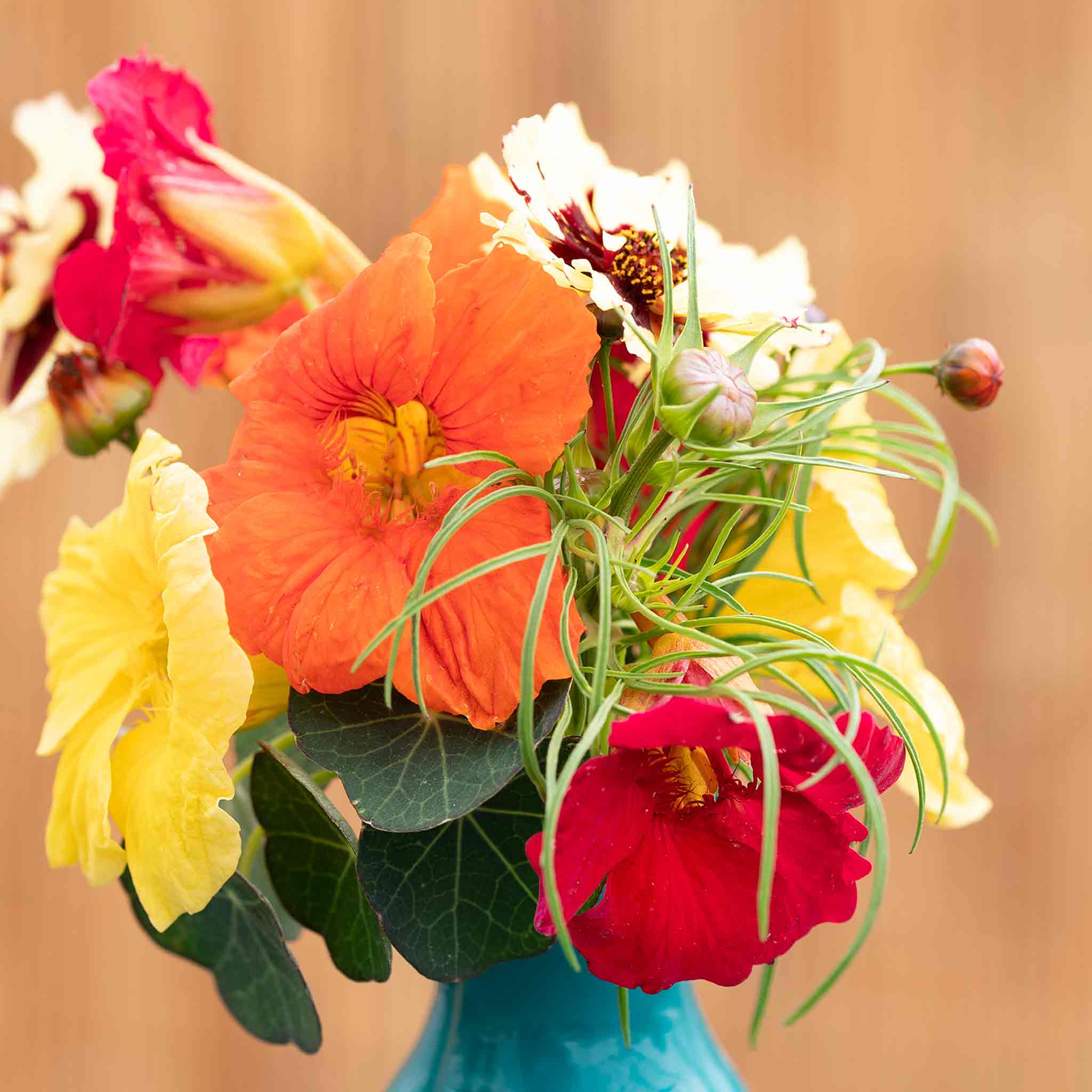Nasturtium Seeds 'Baby Fiesta Mix' - Image 3