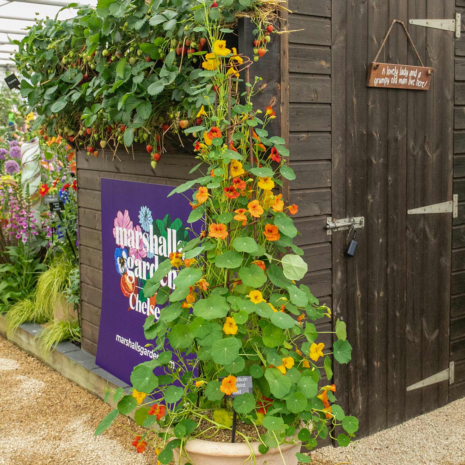 Nasturtium Seeds 'Whirlybird Mix' - Image 2